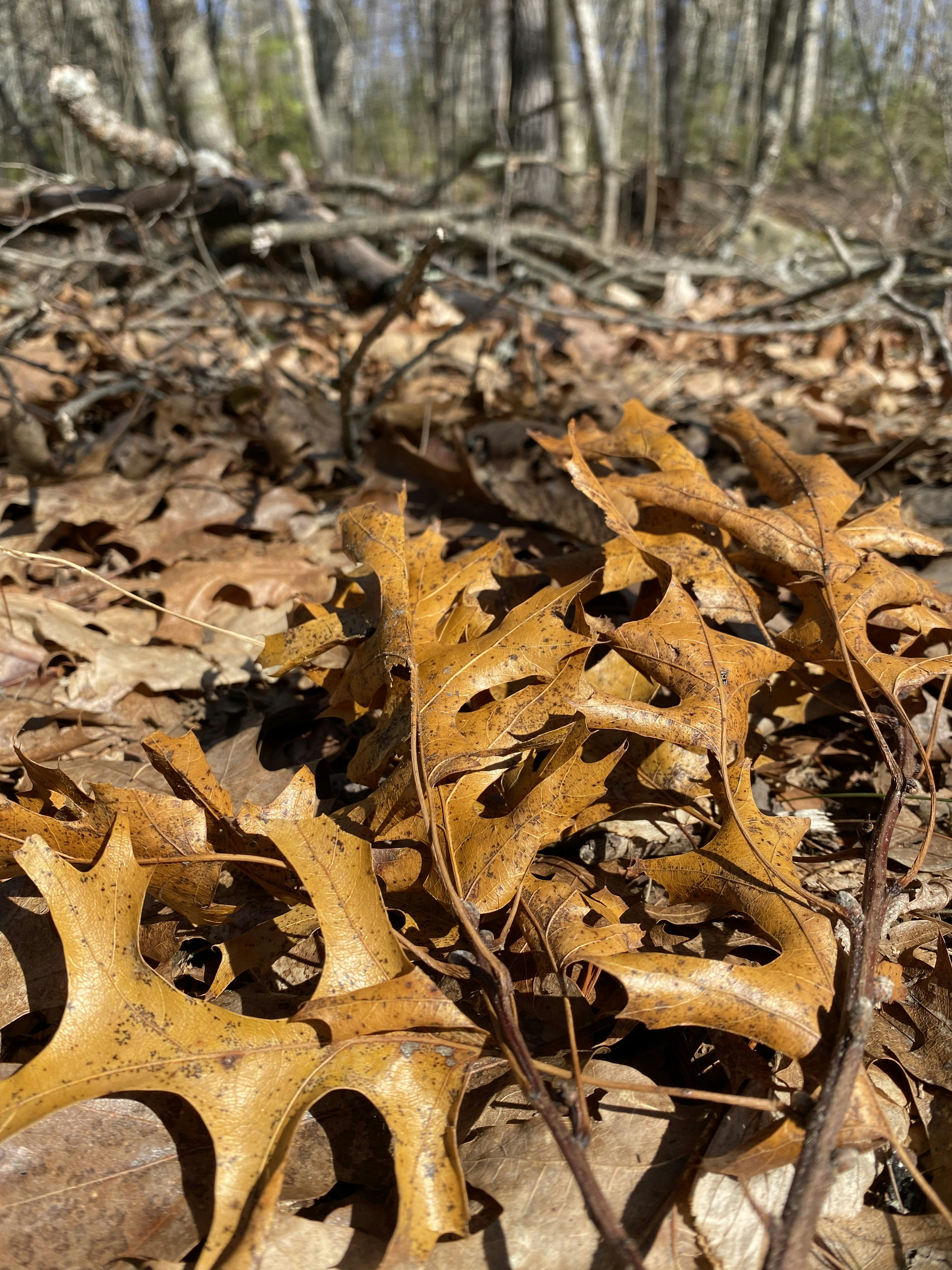 Brown oak leaves on the forest floor