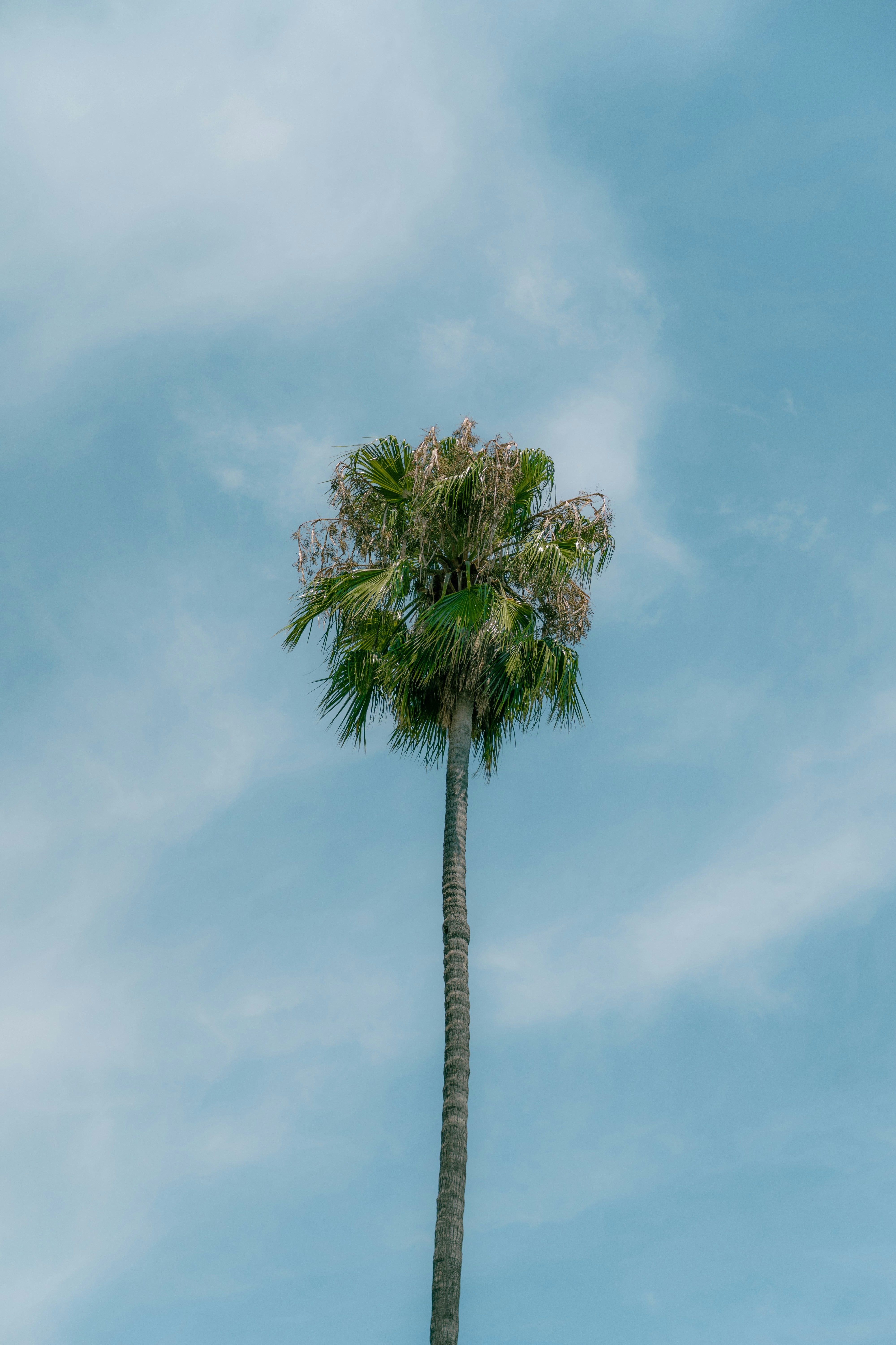 A single palm tree against a cloudy blue sky