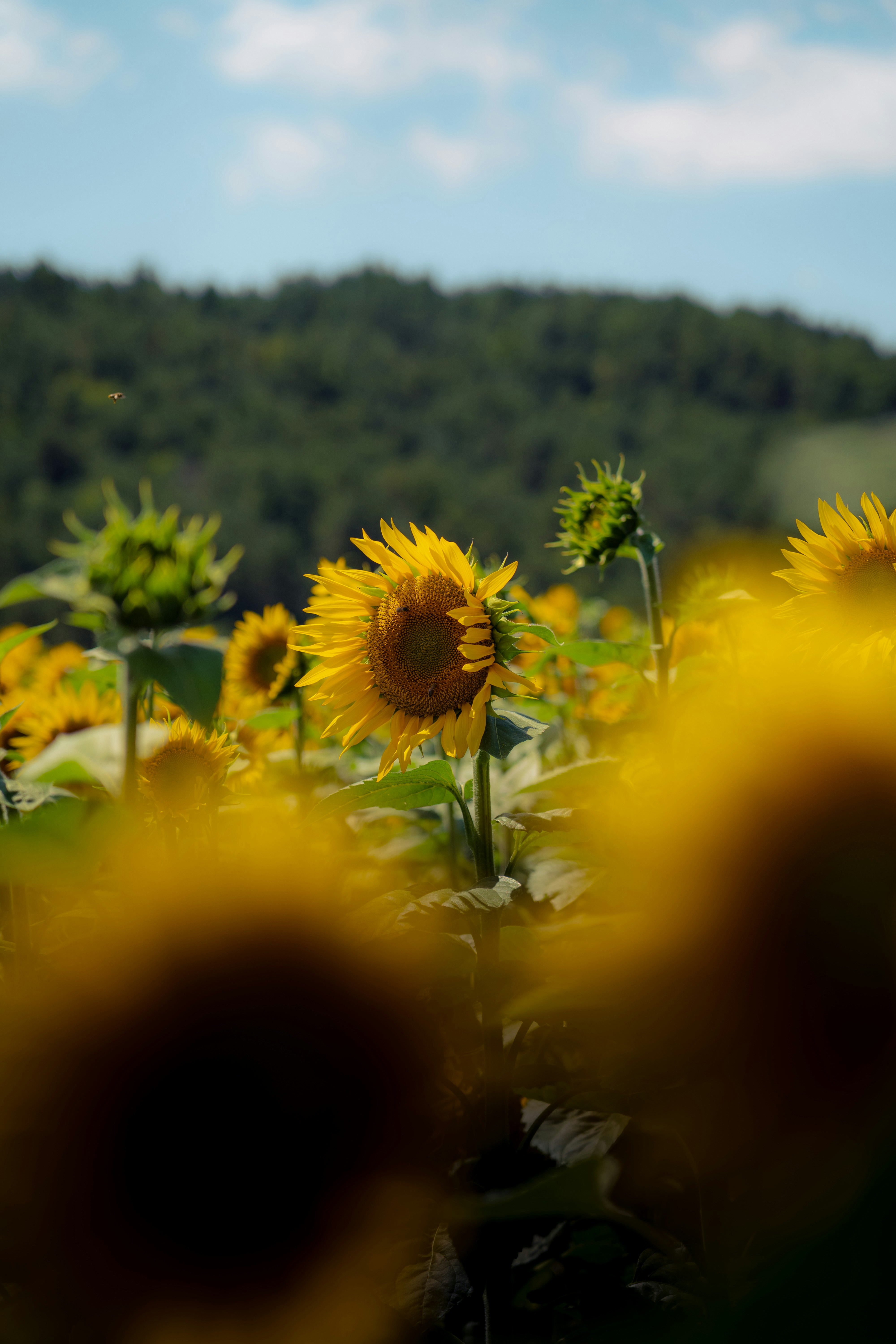 Field of sunflowers with a forest in the background
