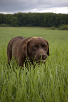Pfoten.Fit. Hundephysiotherapie und Ernährungsberatung für Hunde in Bispingen im Heidekreis