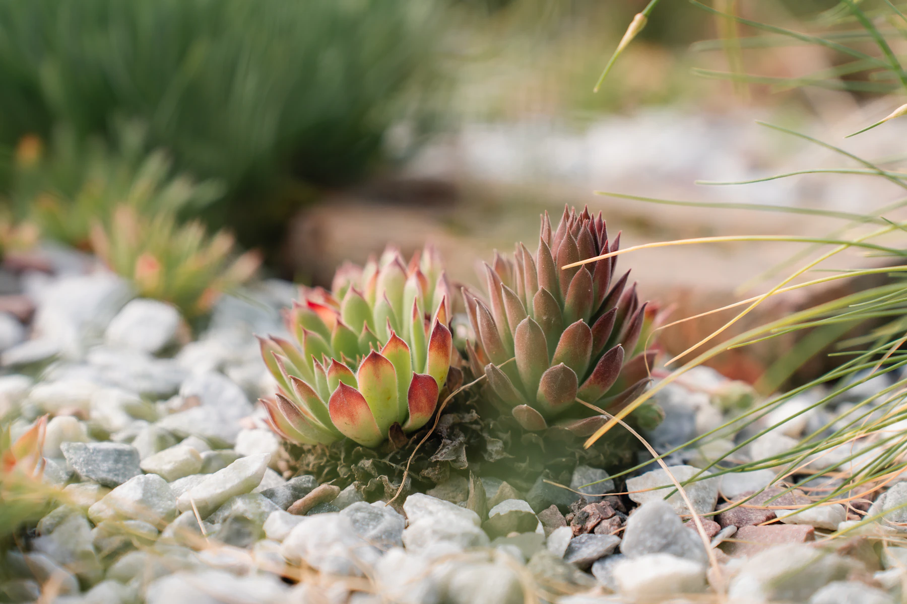 Two red and green hens and chicks rosettes growing out of pale gravel