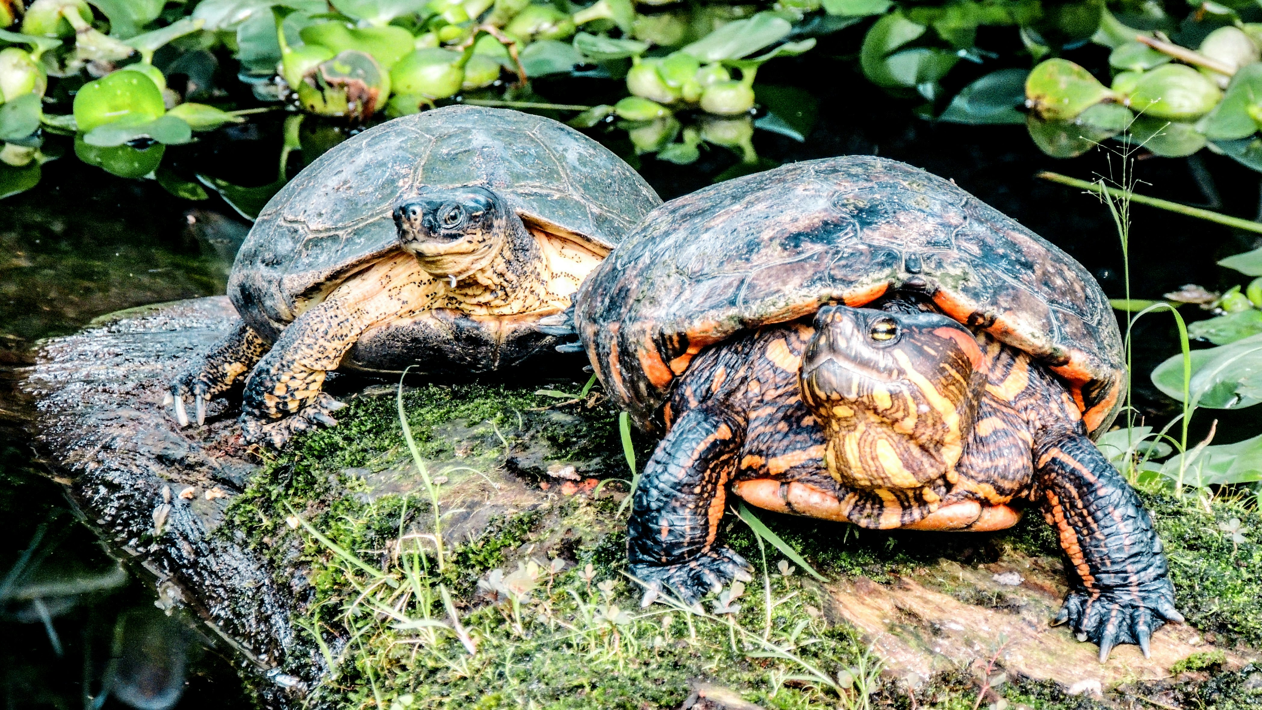 Two turtles resting on mossy rocks