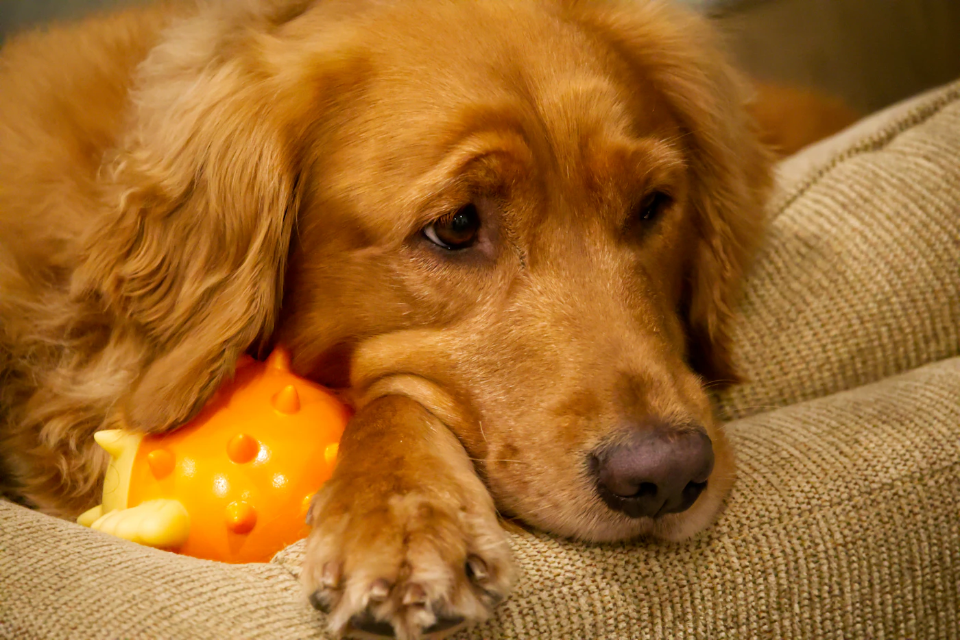 A golden retriever resting its head on a soft couch cushion next to an orange chew toy at home