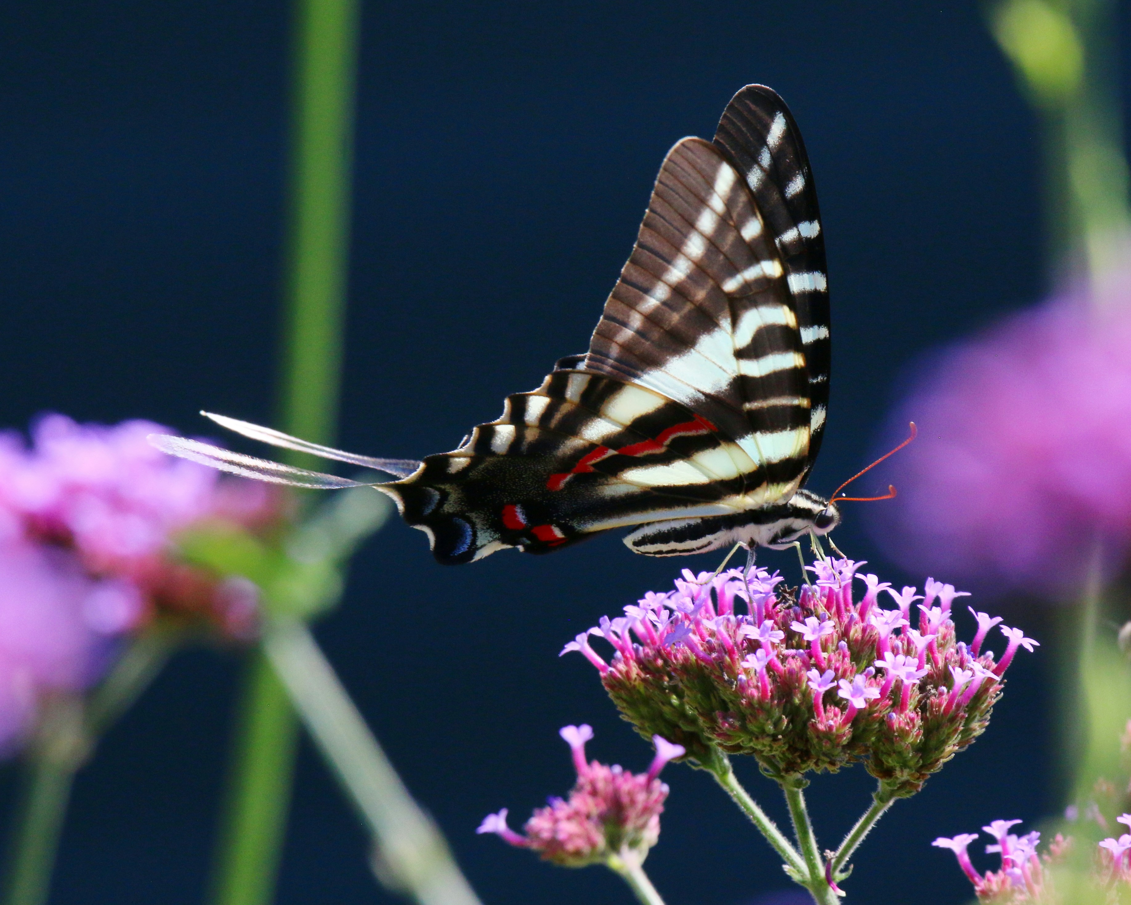 Photo by goldenplover31