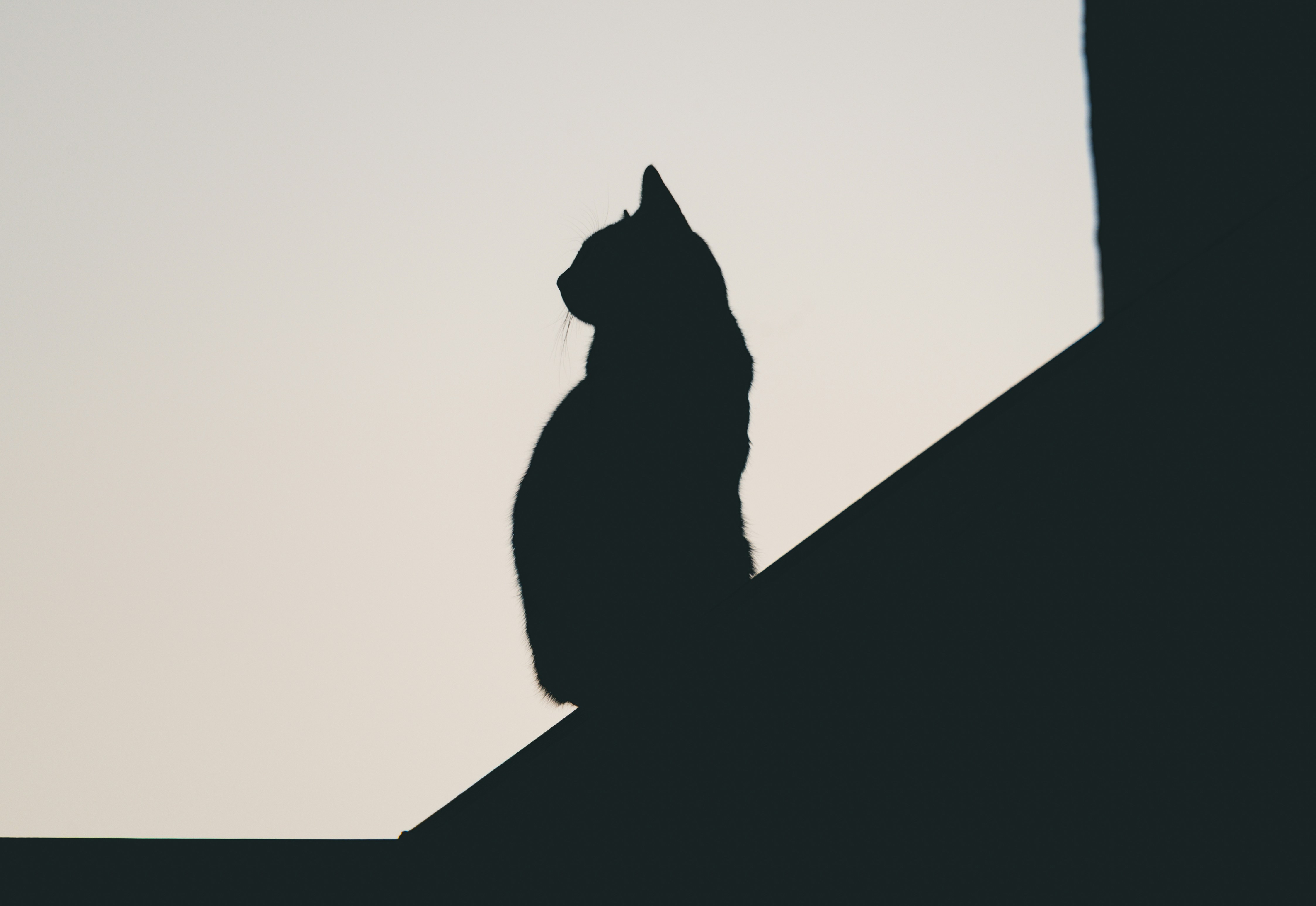 Silhouette of a cat sitting on a ledge