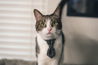 A tabby cat wearing a small checkered tie