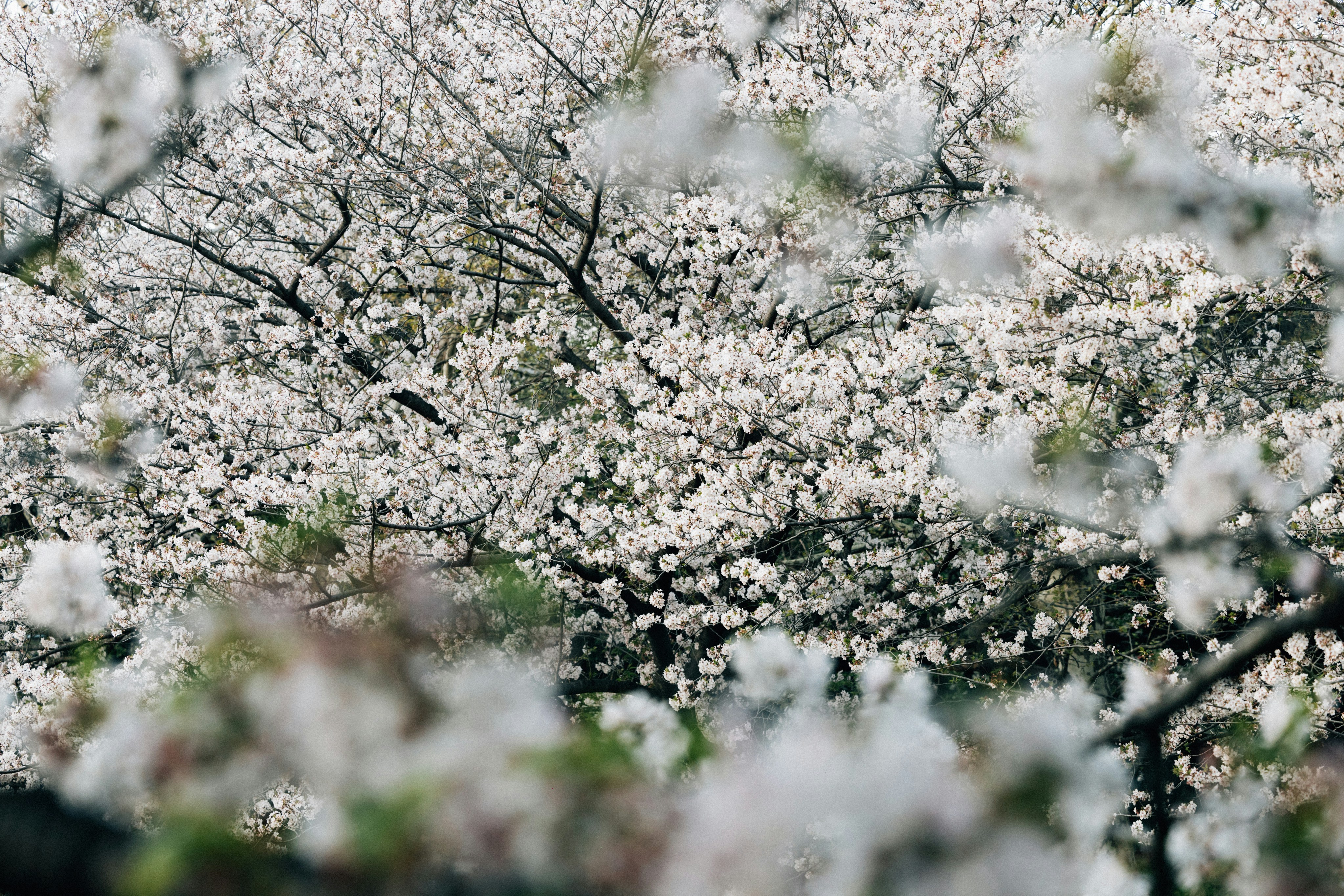 Photo by tsuyoshikozu