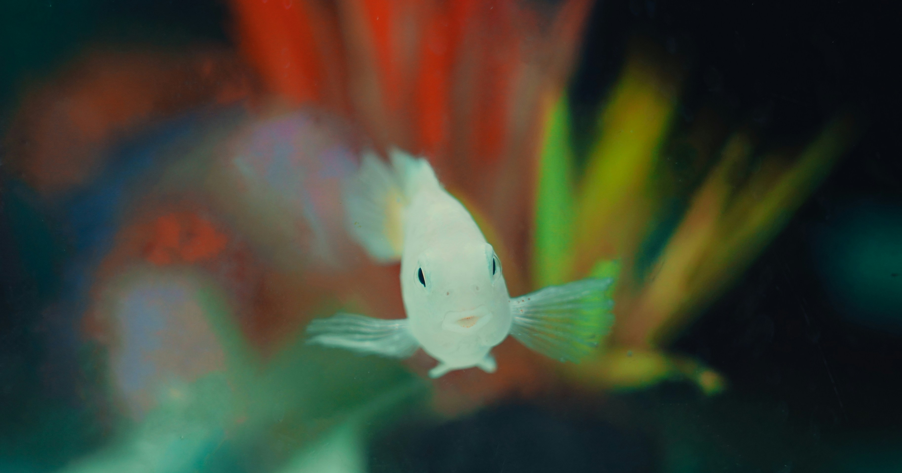 Photo by borisizmaylov