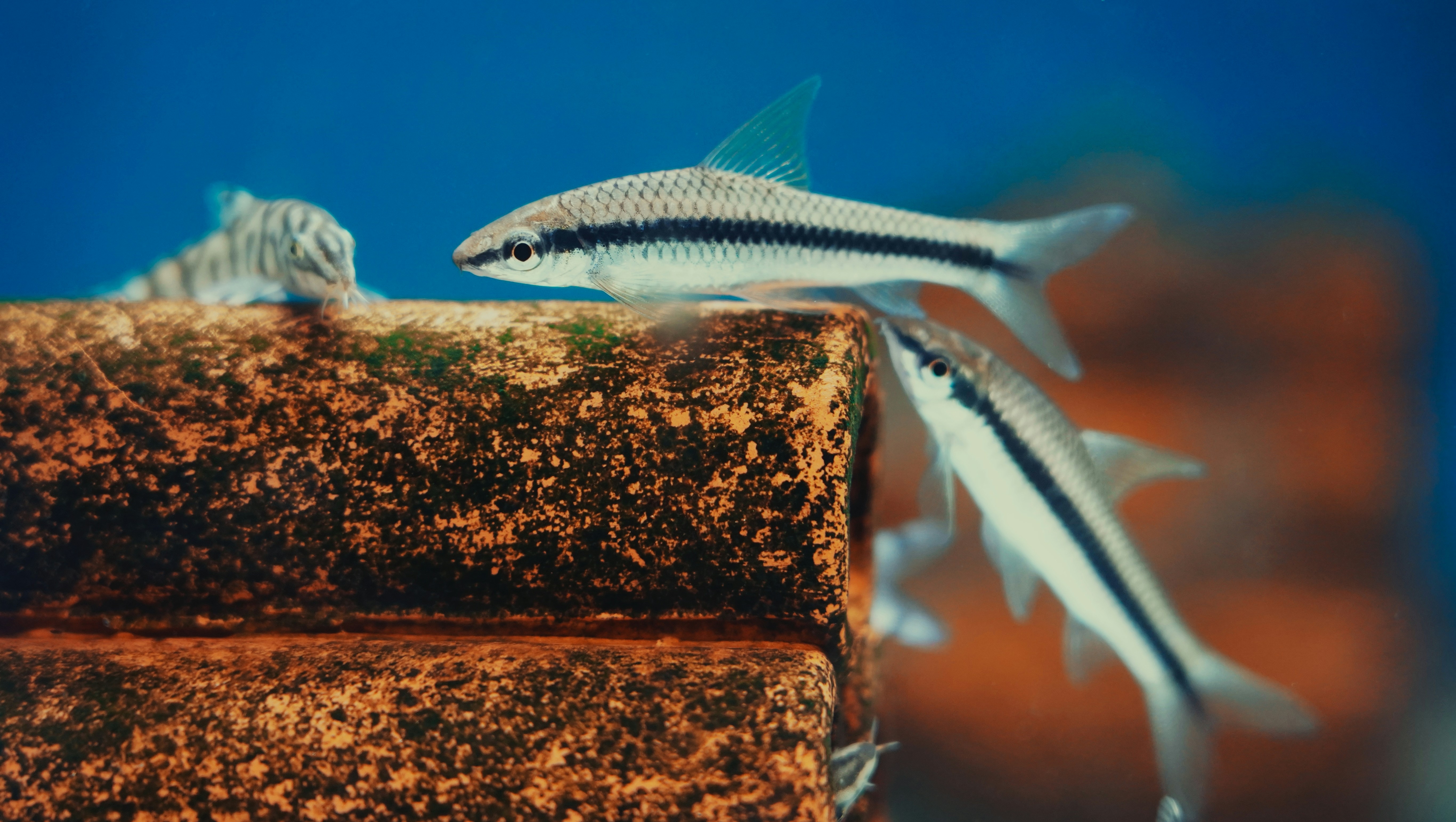 Two small fish with black stripes swim near coral.