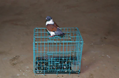 A small bird perched on a blue cage