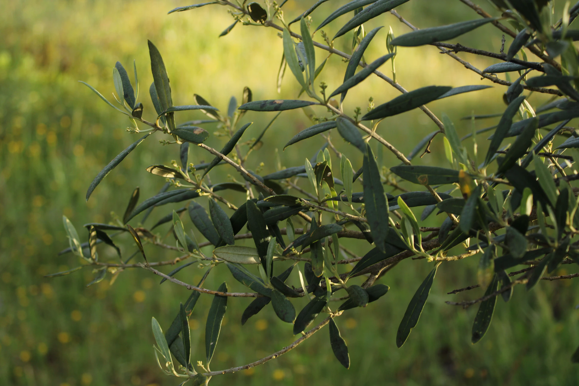 Green leaves on a branch in sunlight.