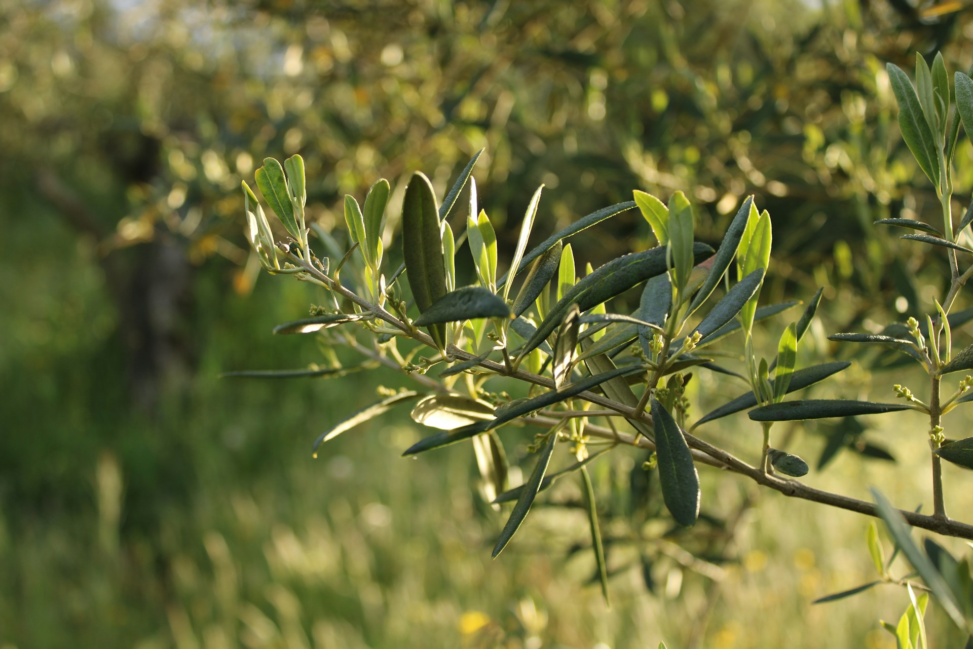 Green leaves on a tree branch in sunlight