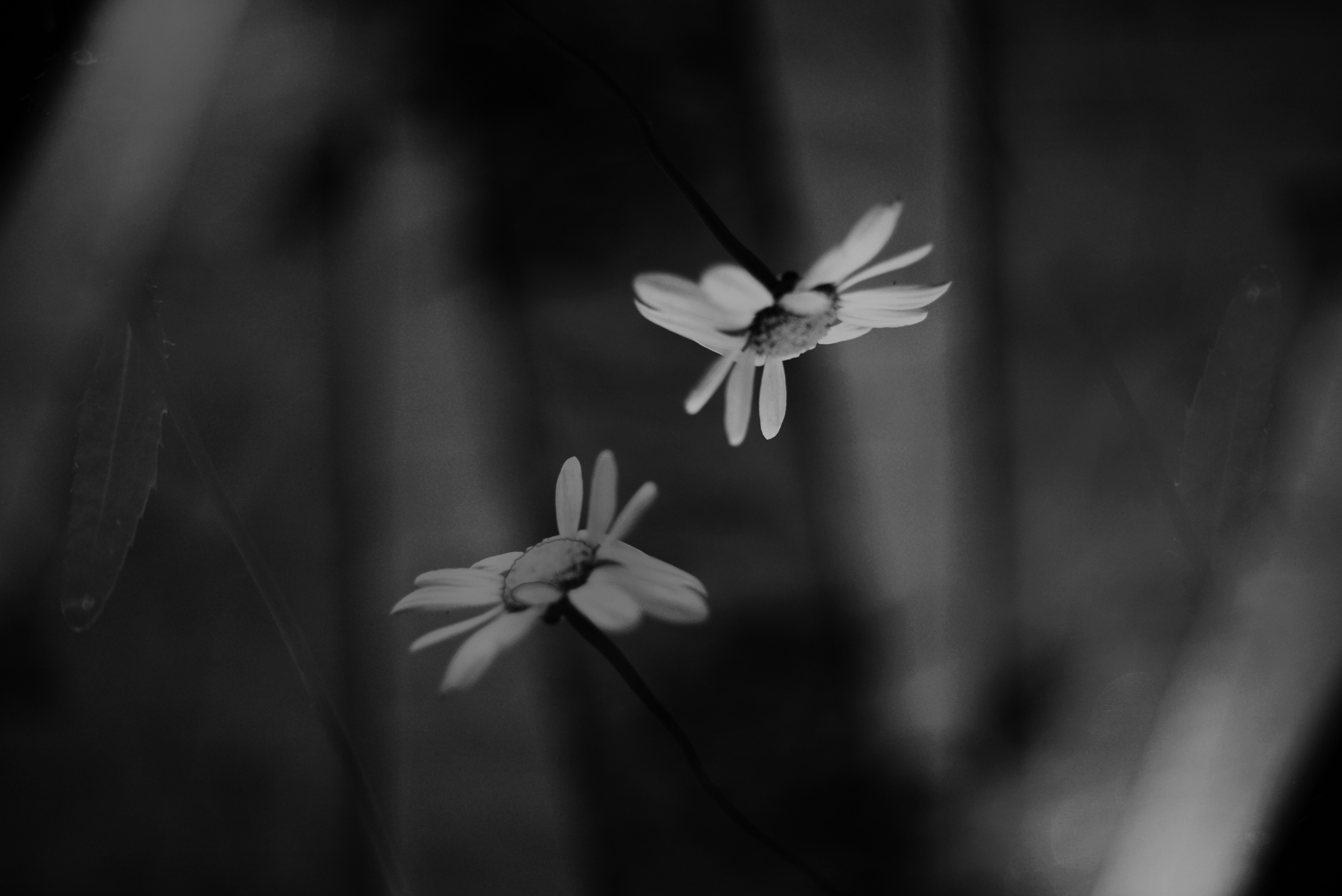 Photo by cherstve_pechivo