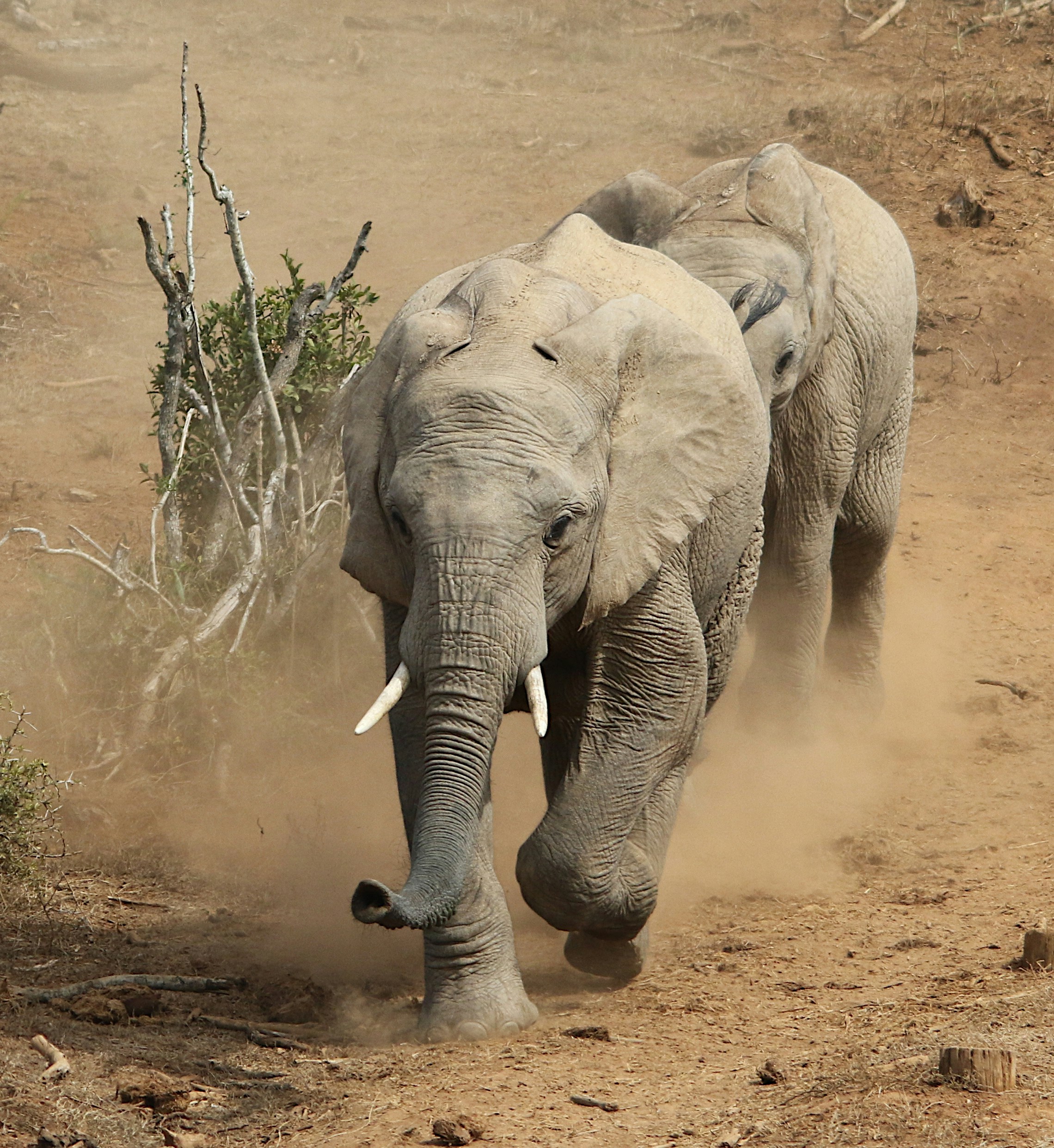 Two elephants walk across a dusty savanna.