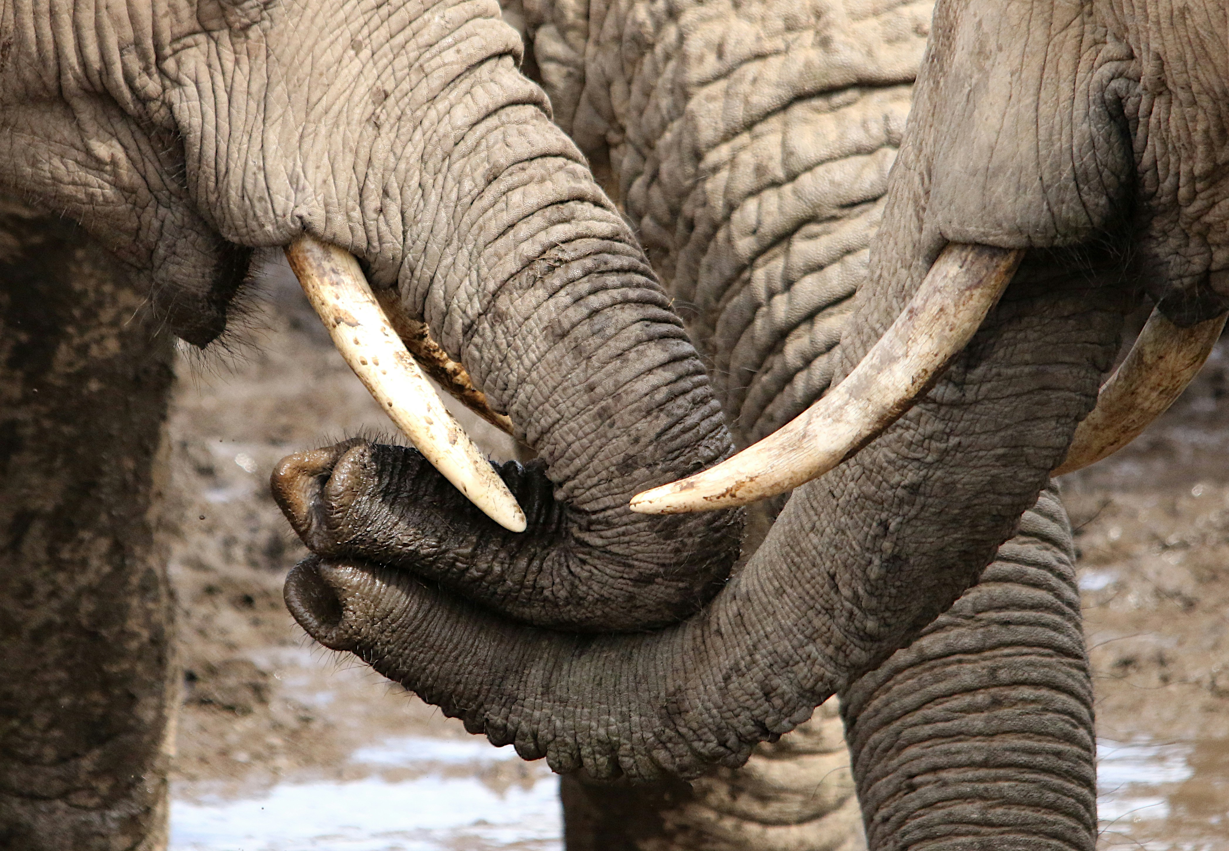 Two elephants intertwine their trunks in a gentle embrace.