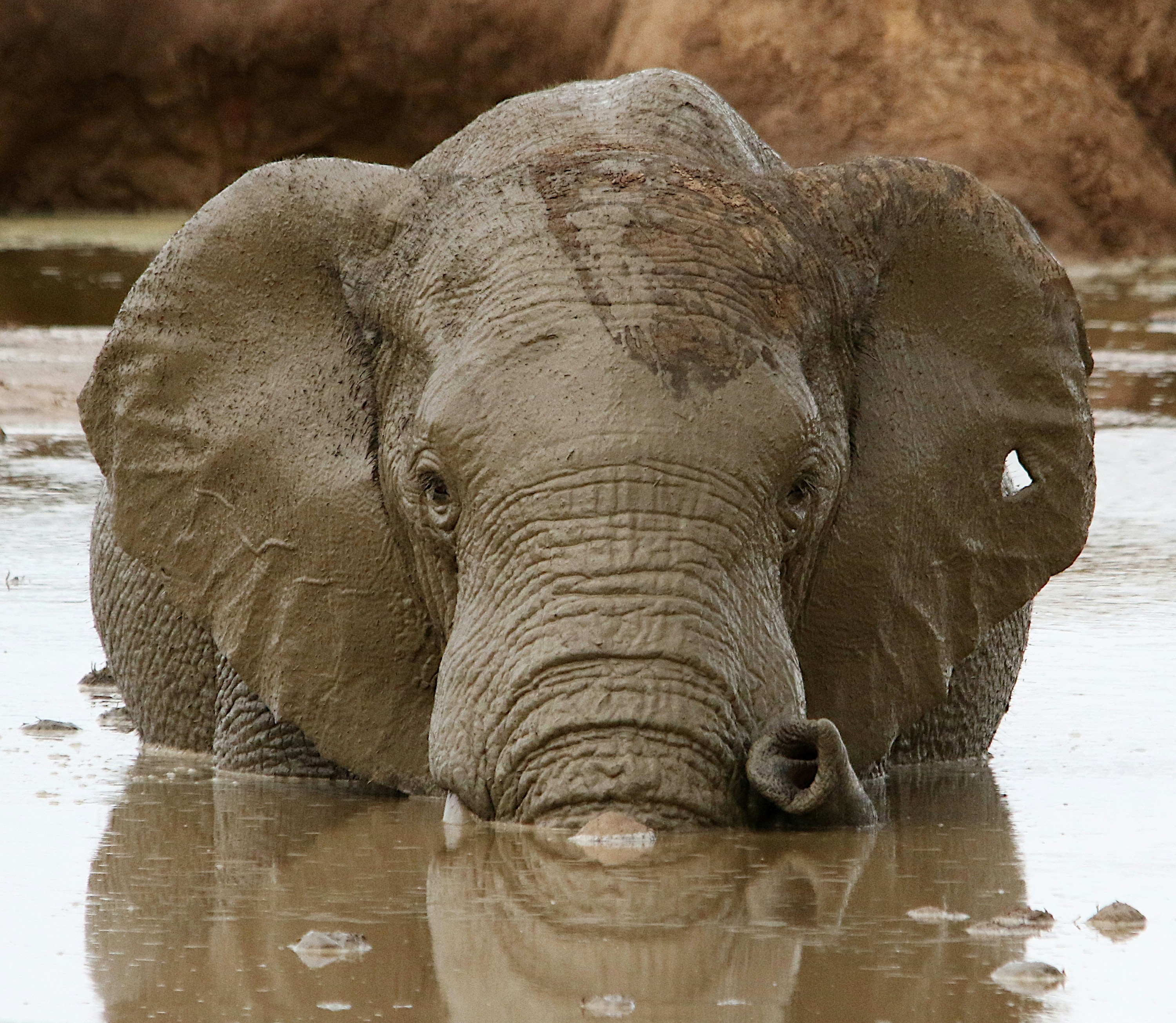 An elephant wading in muddy water