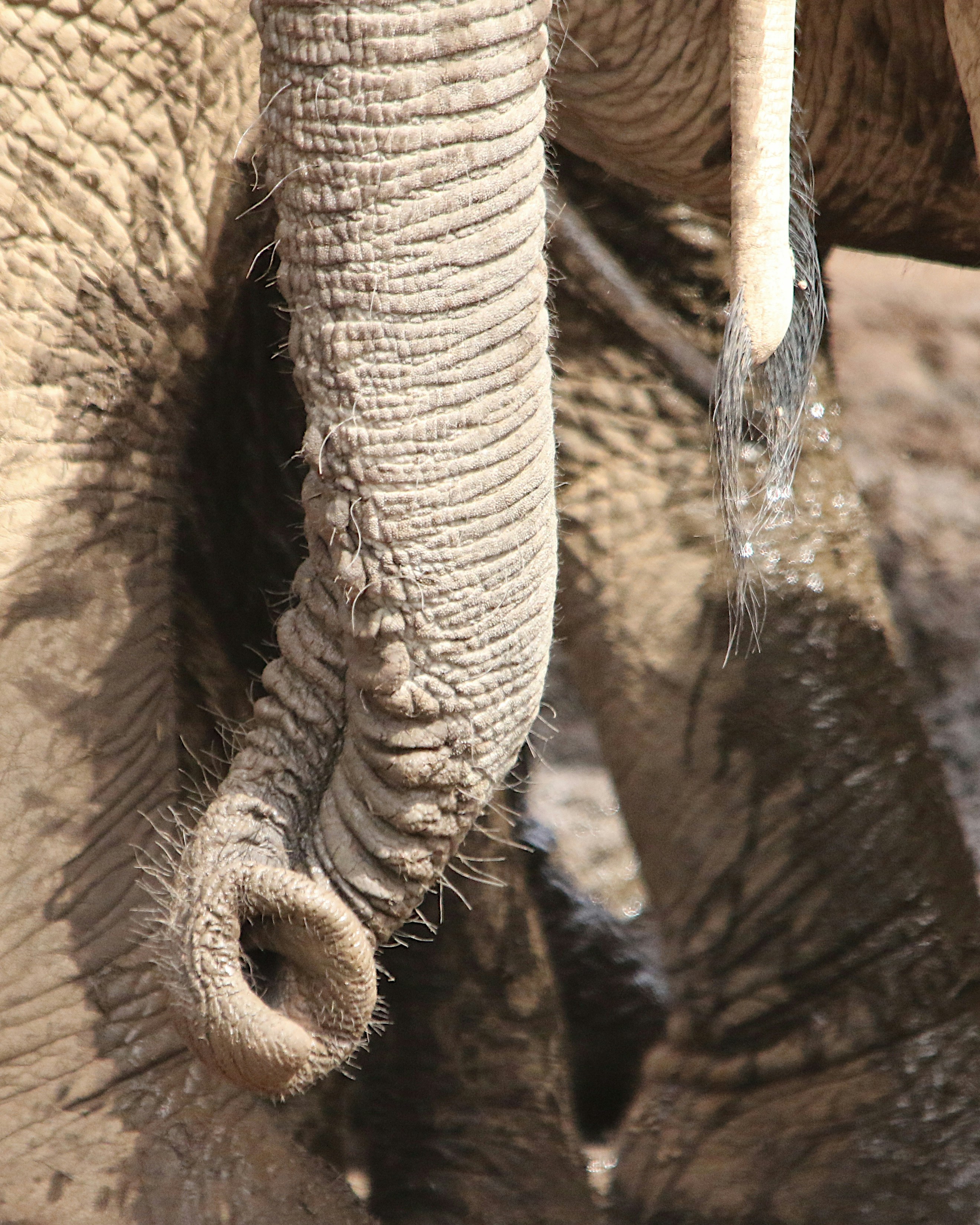 Close up of an elephant's trunk and legs