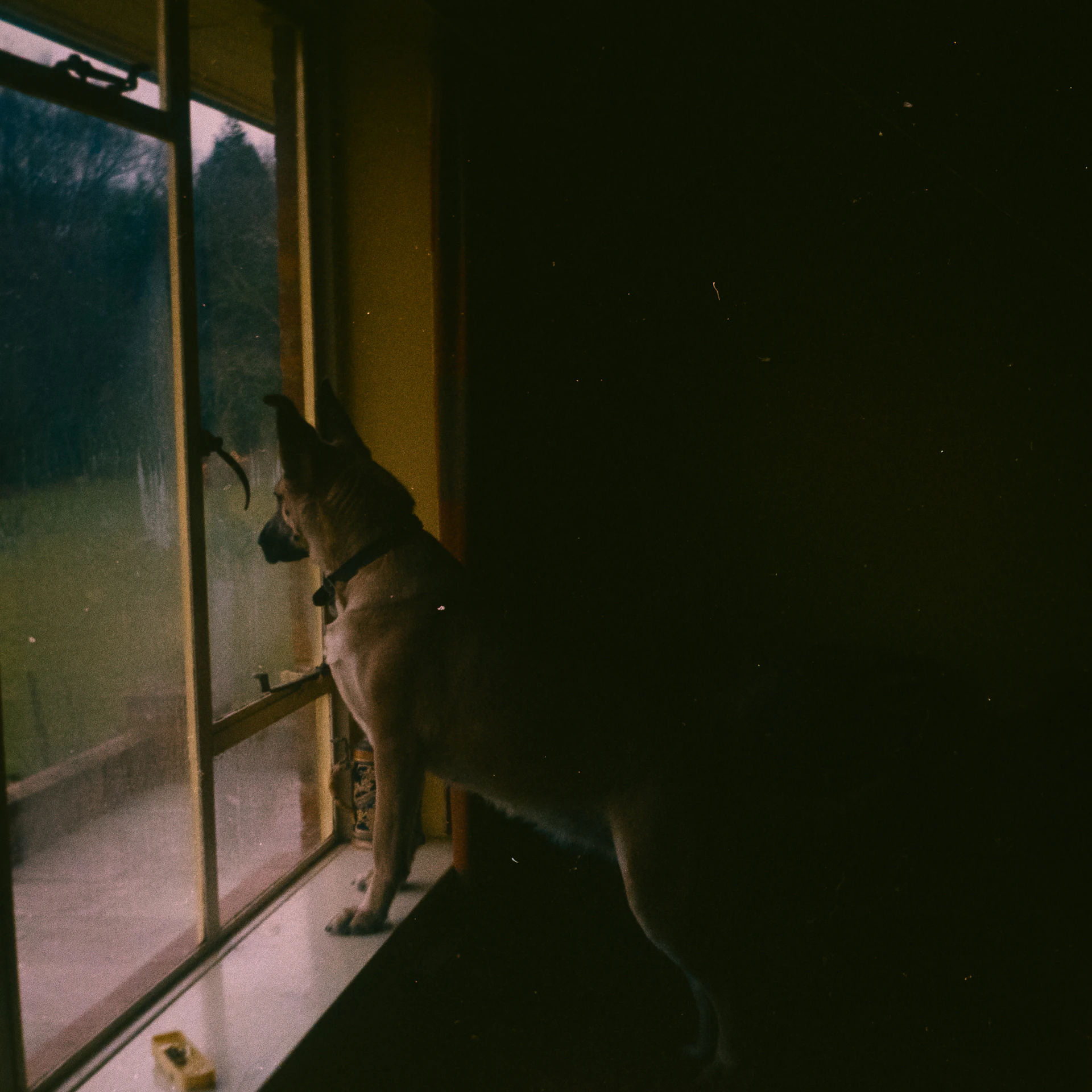 Dog looking out a window on a dark day