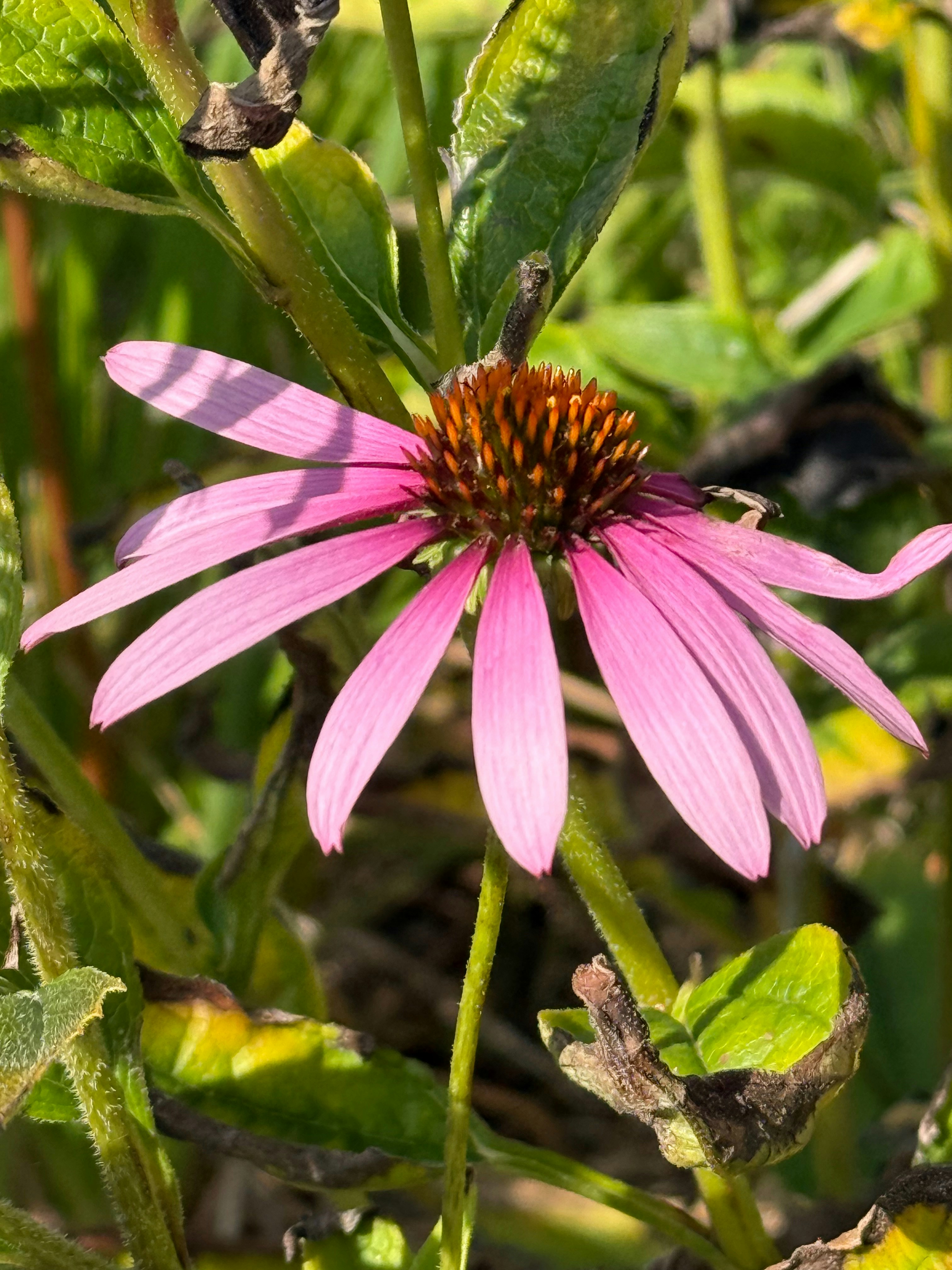 A pink coneflower blooms in the sunlight.