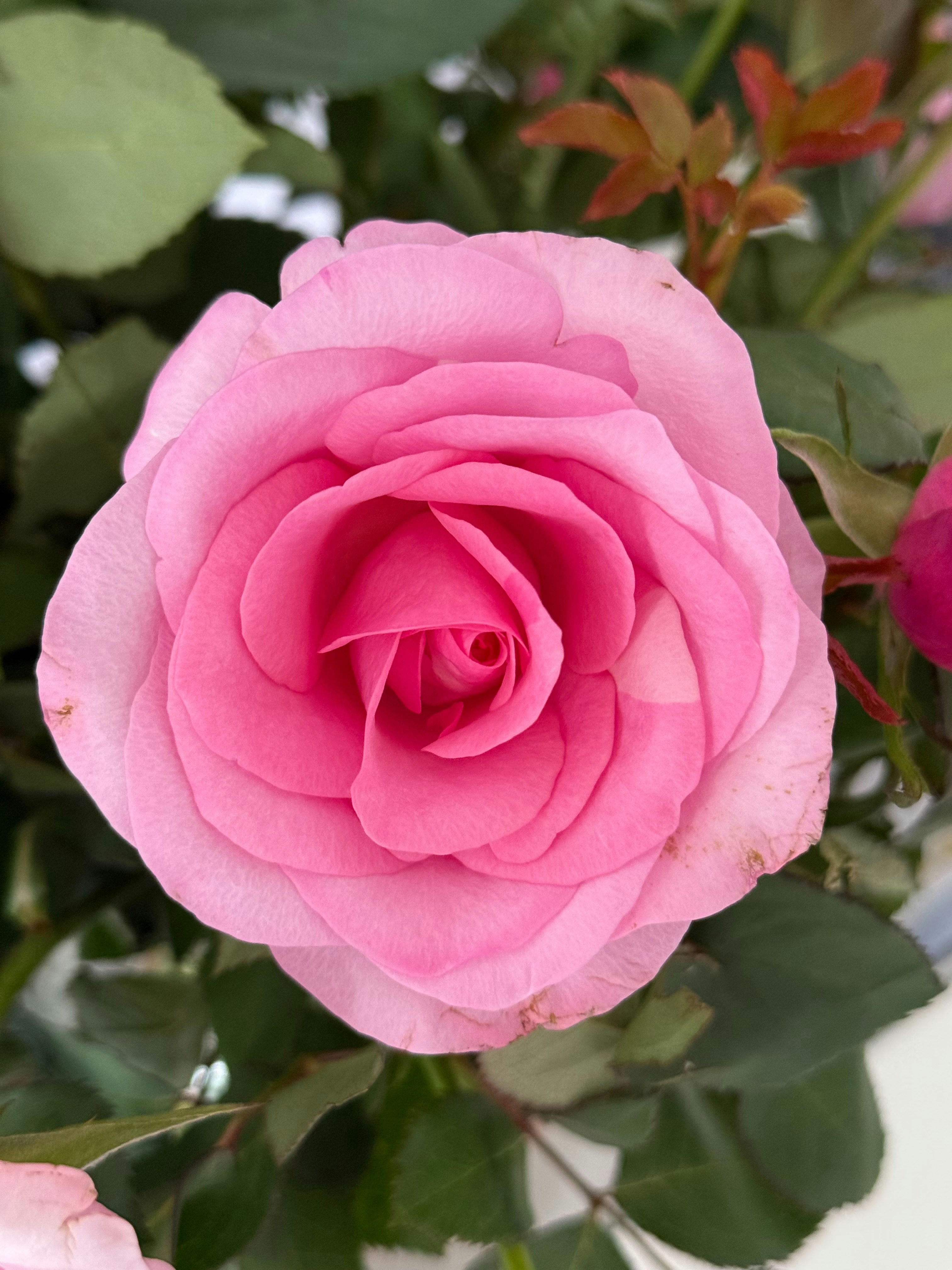 Photo by photosfromhome