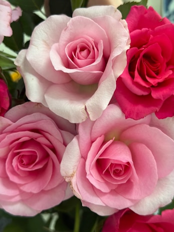 Close-up of delicate pink and vibrant red roses.