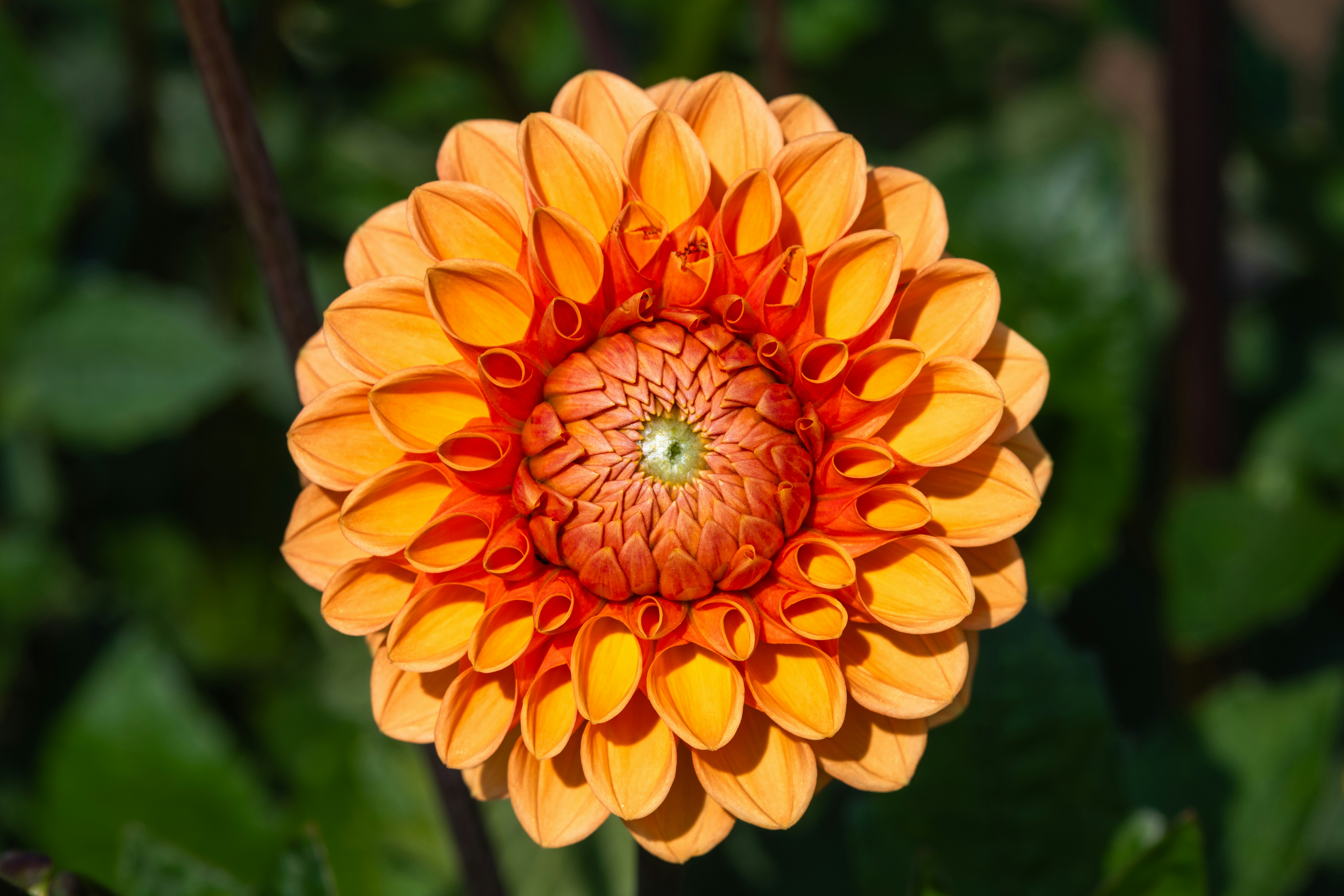 Photo by siegfriedpoepperl