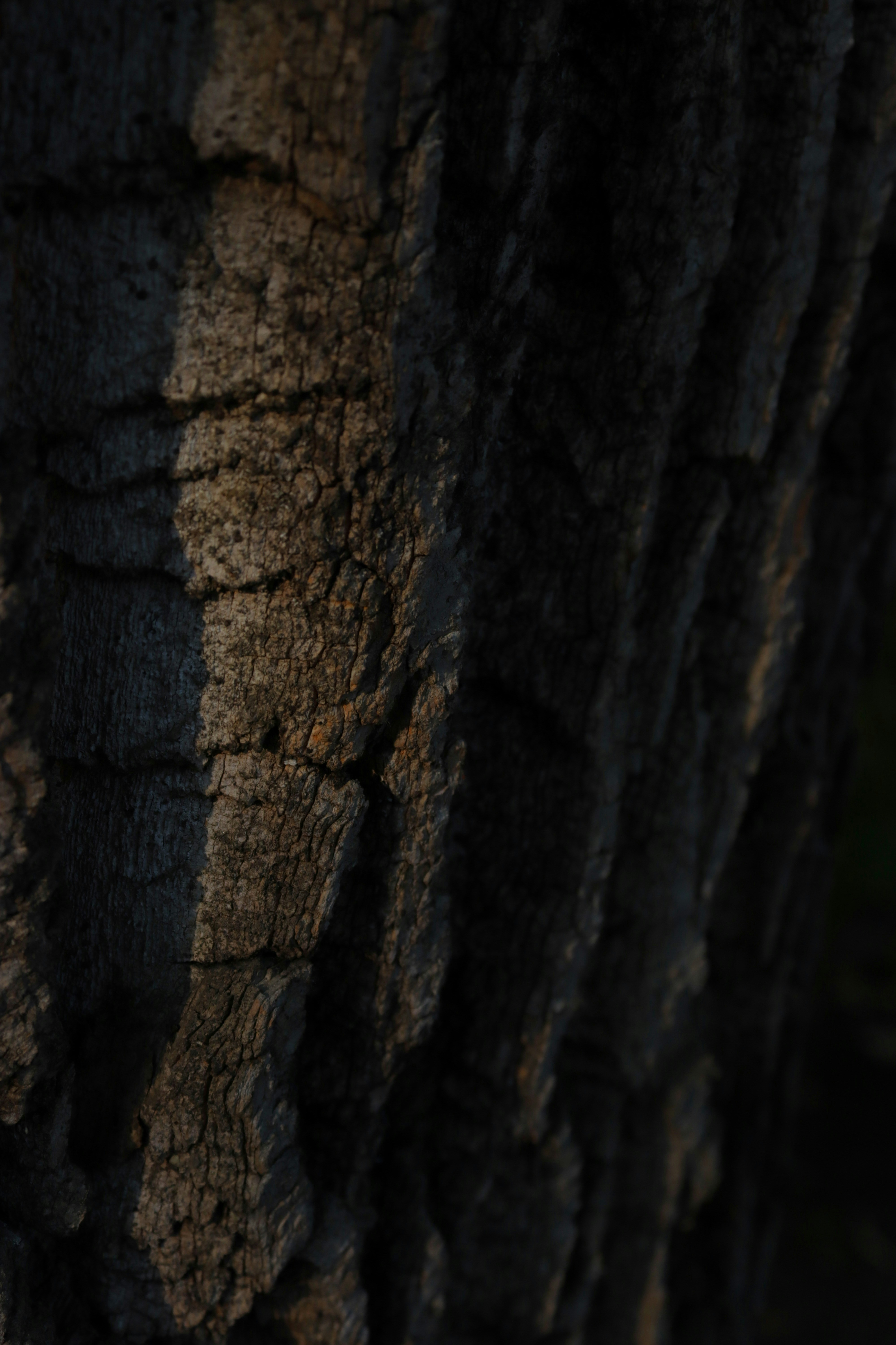 Photo by bored_mongoose