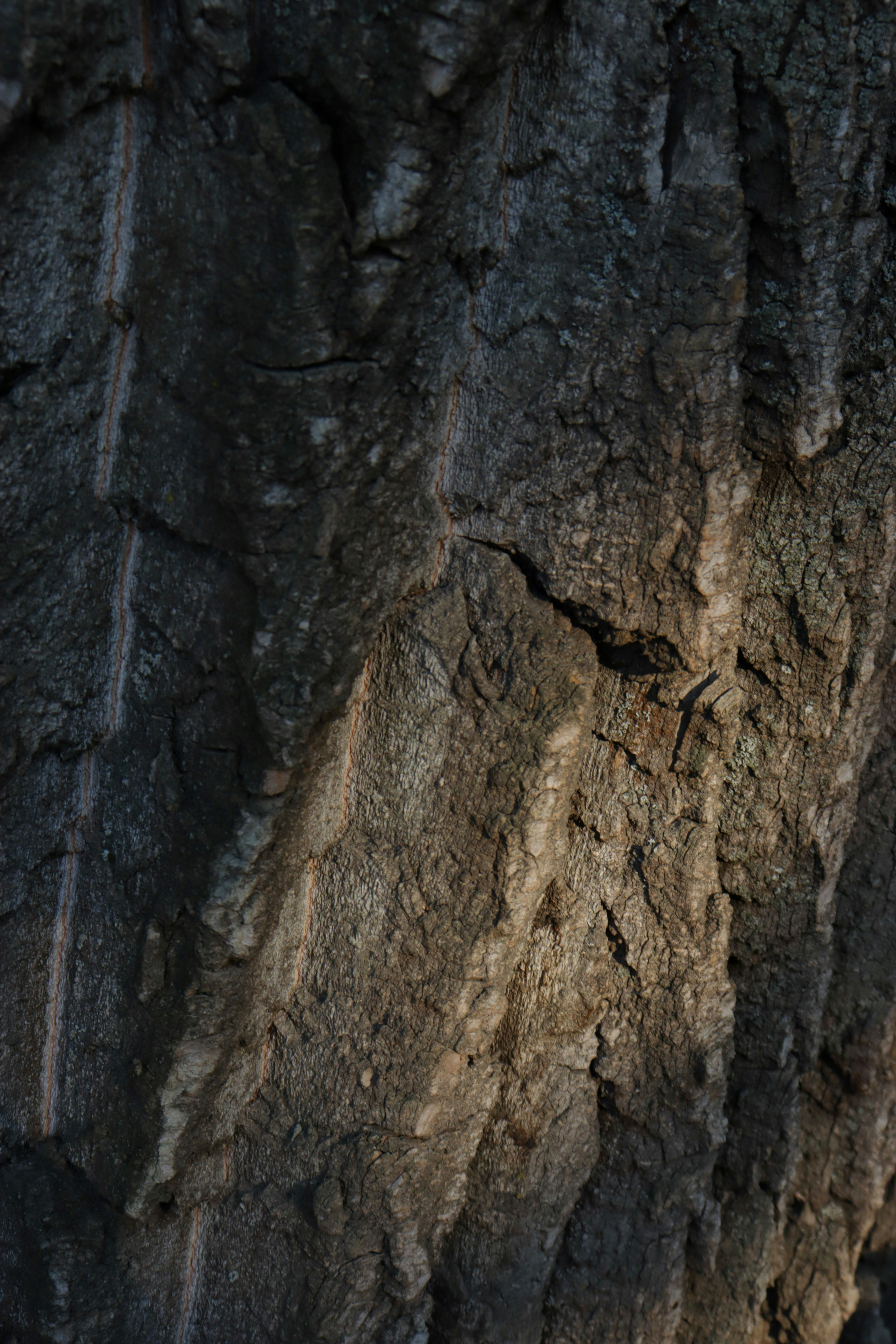 Photo by bored_mongoose