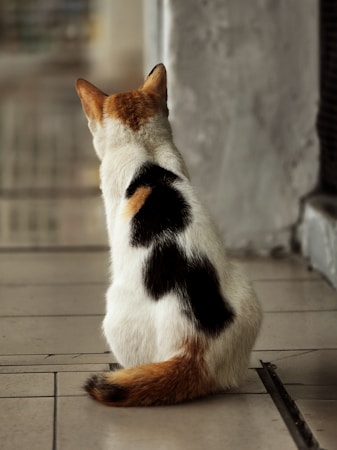 Manx