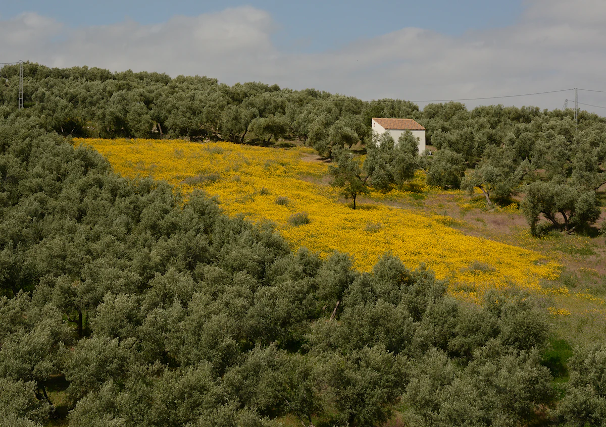 Olive groves on a hillside in Jaén province, with yellow wildflowers and a small white house