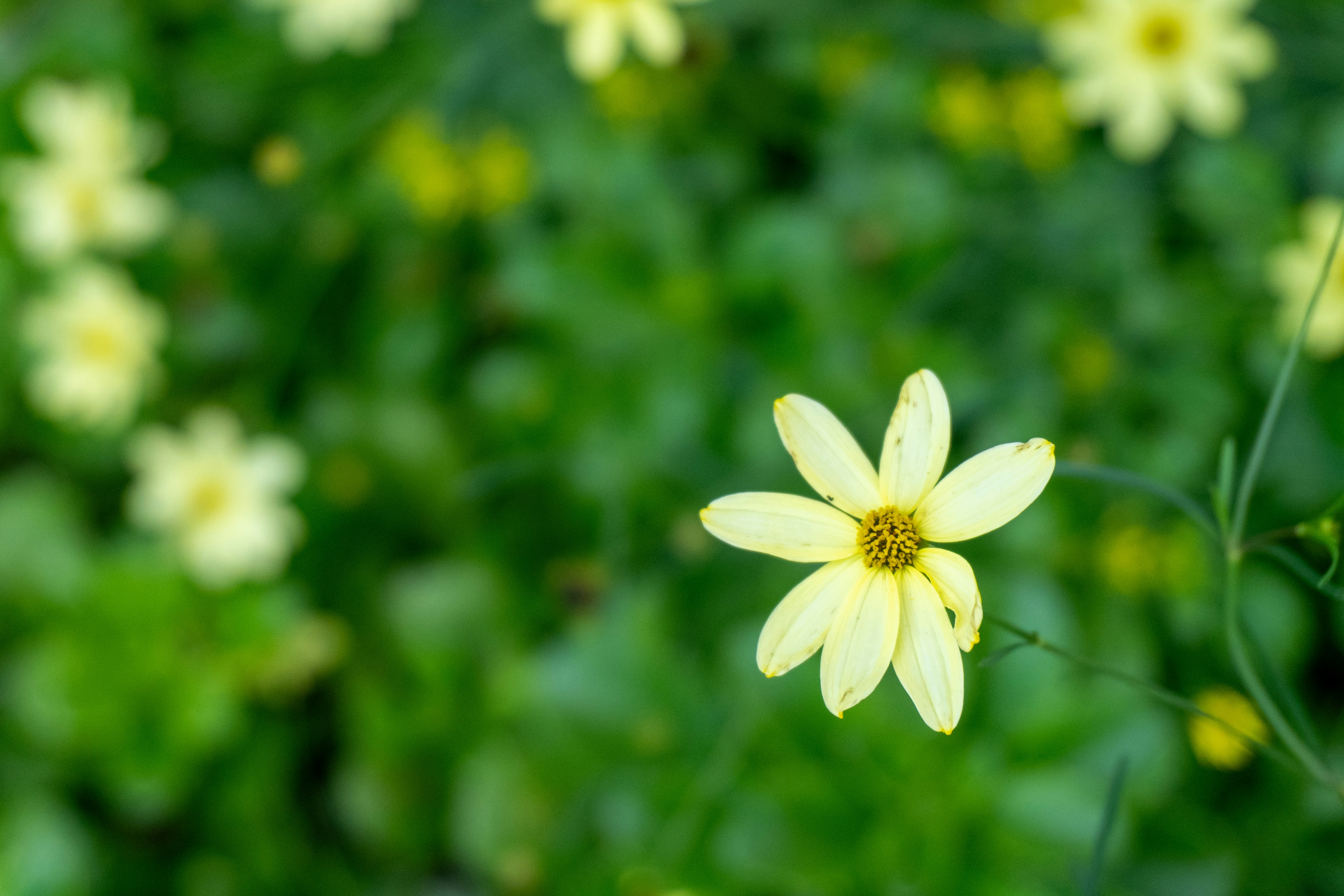 Photo by jihanebishop_art