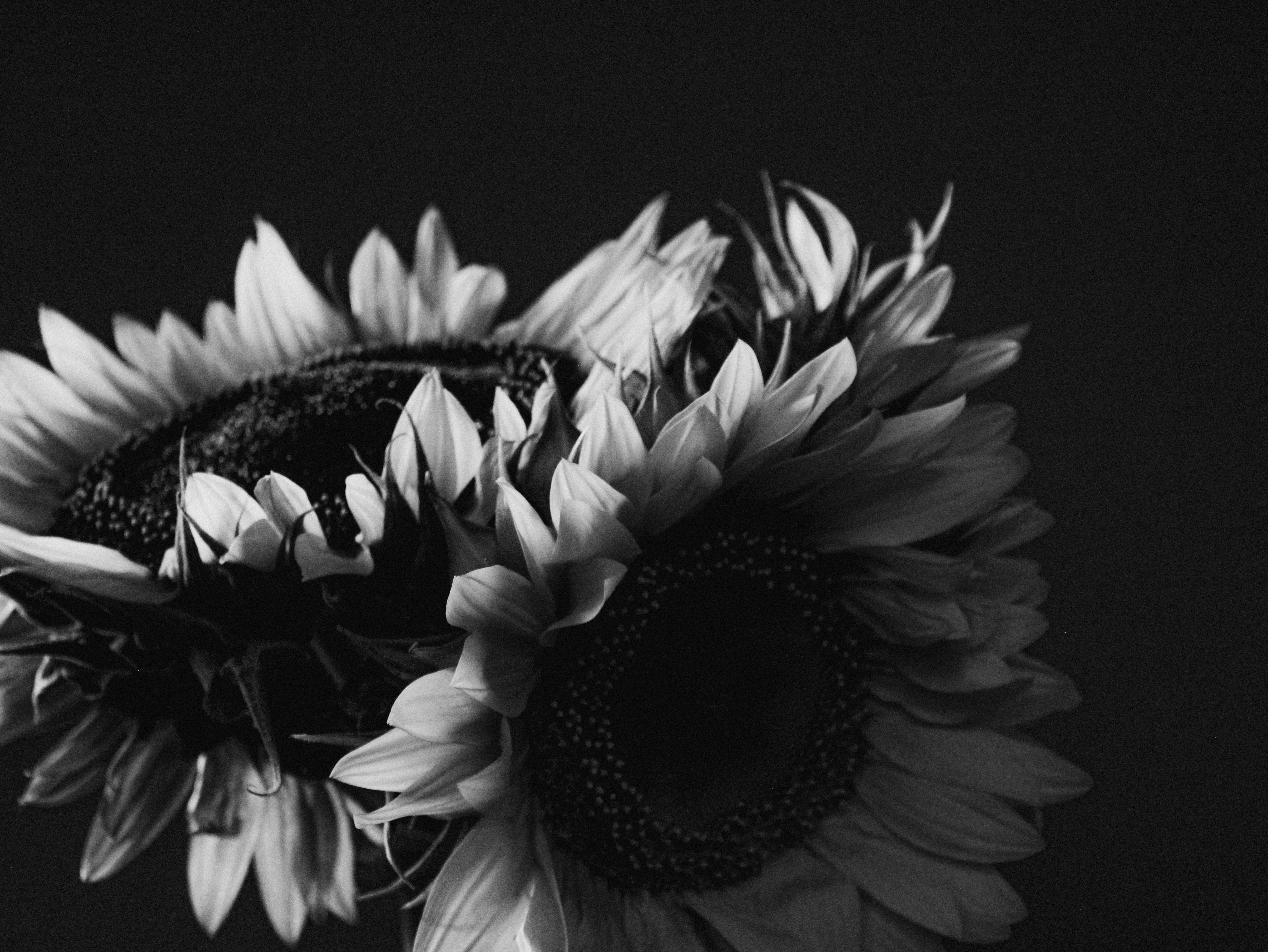 Photo by linusbelanger