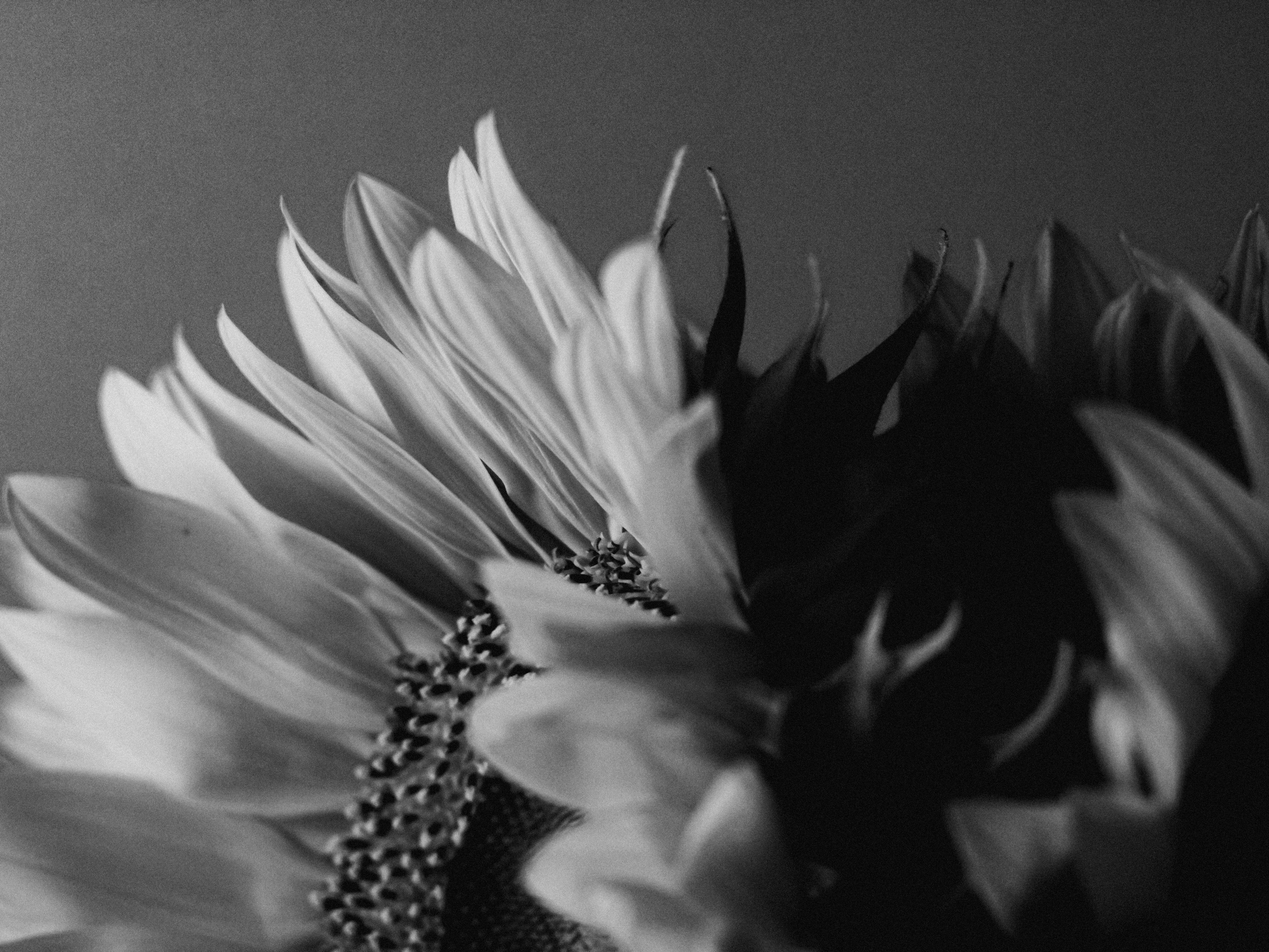 Photo by linusbelanger