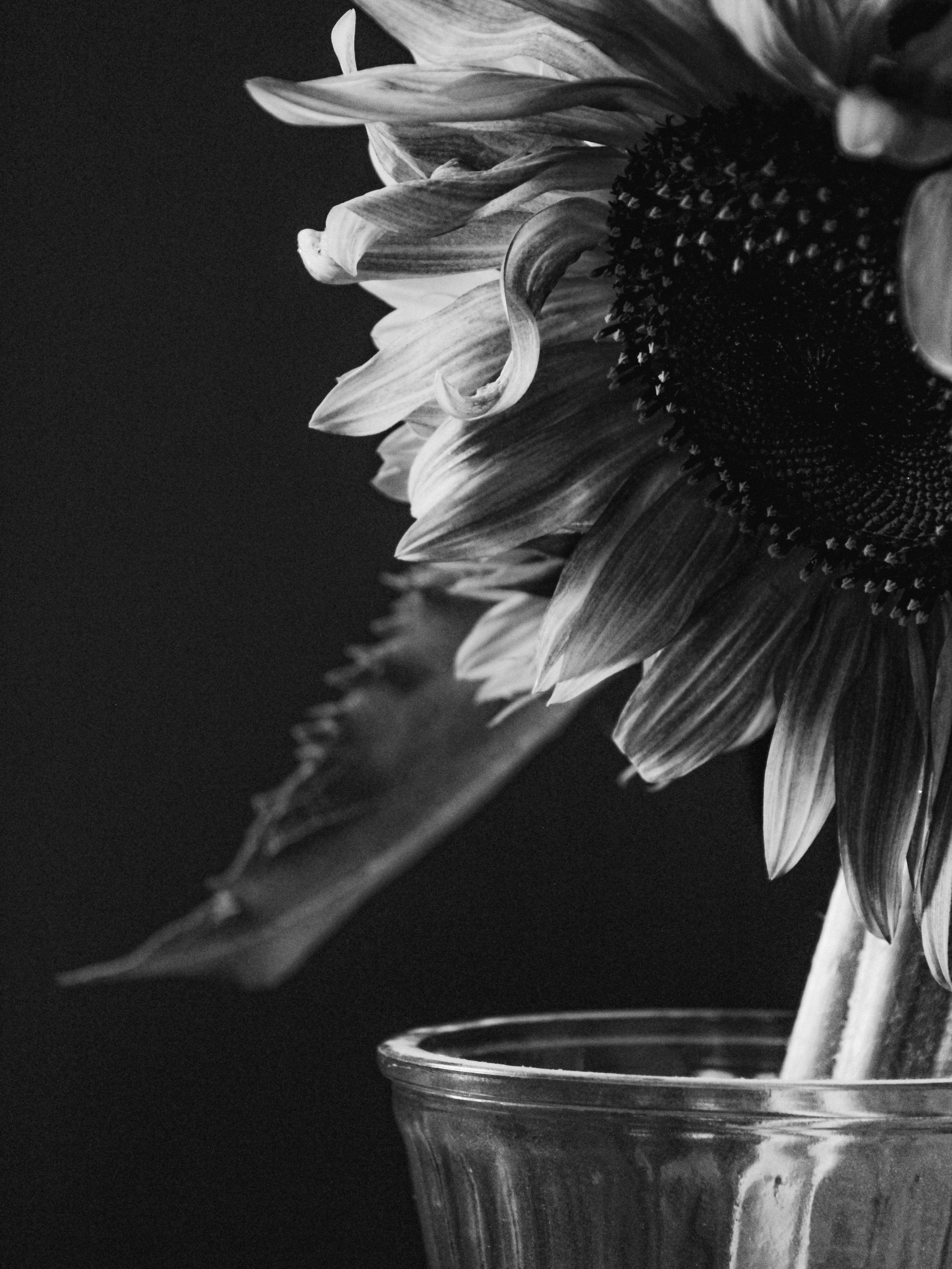 Photo by linusbelanger