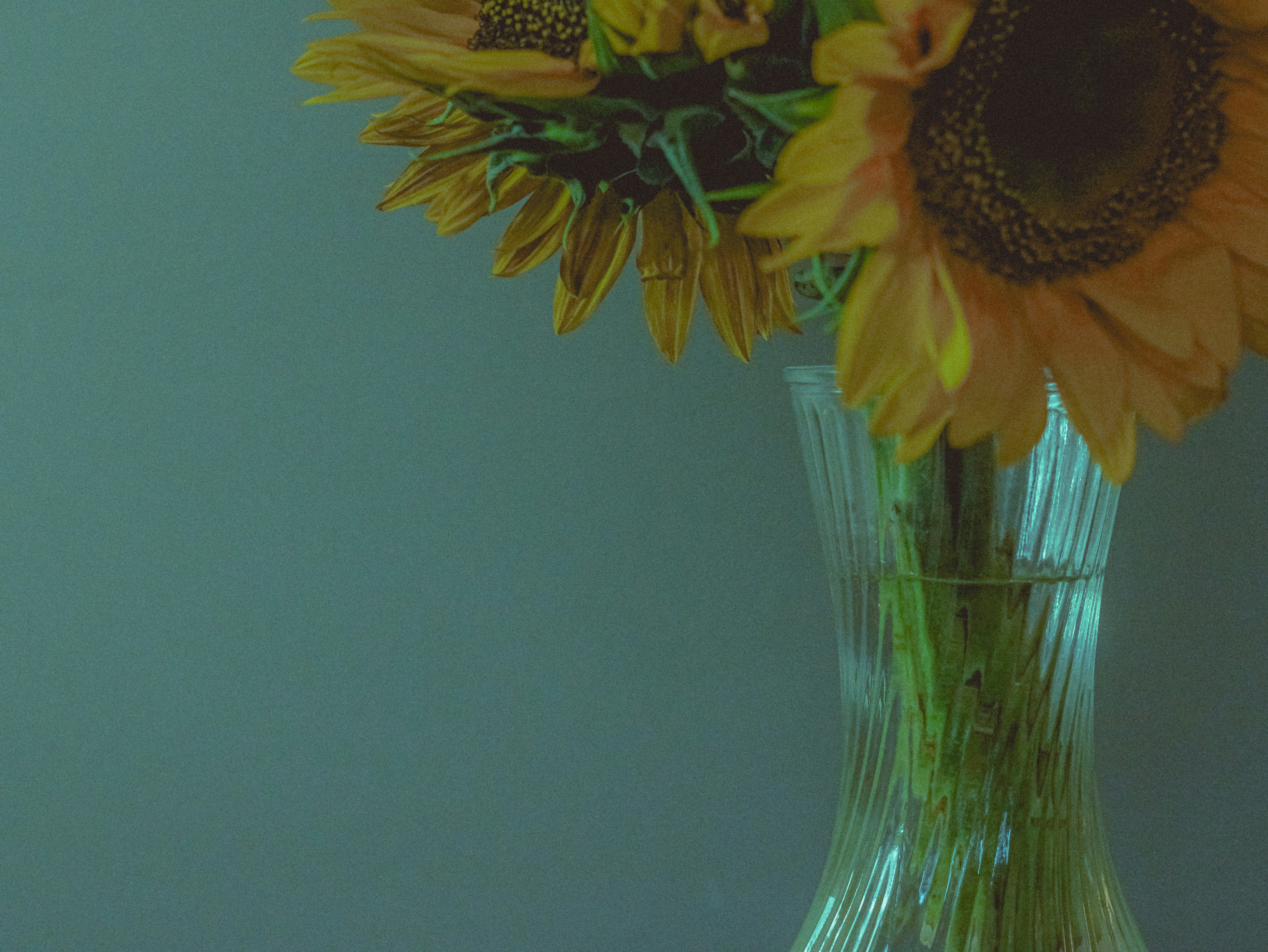 Photo by linusbelanger