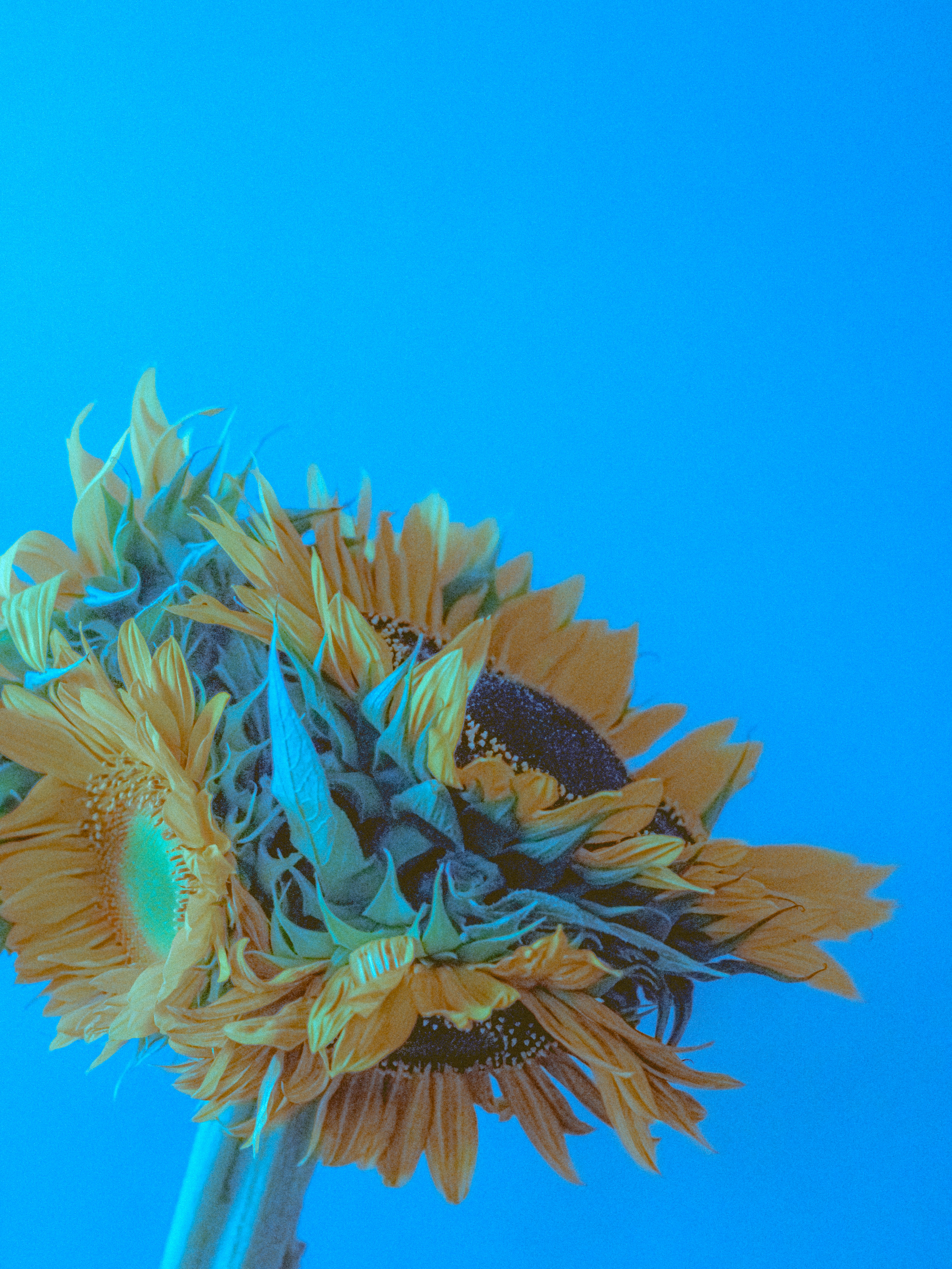 Photo by linusbelanger