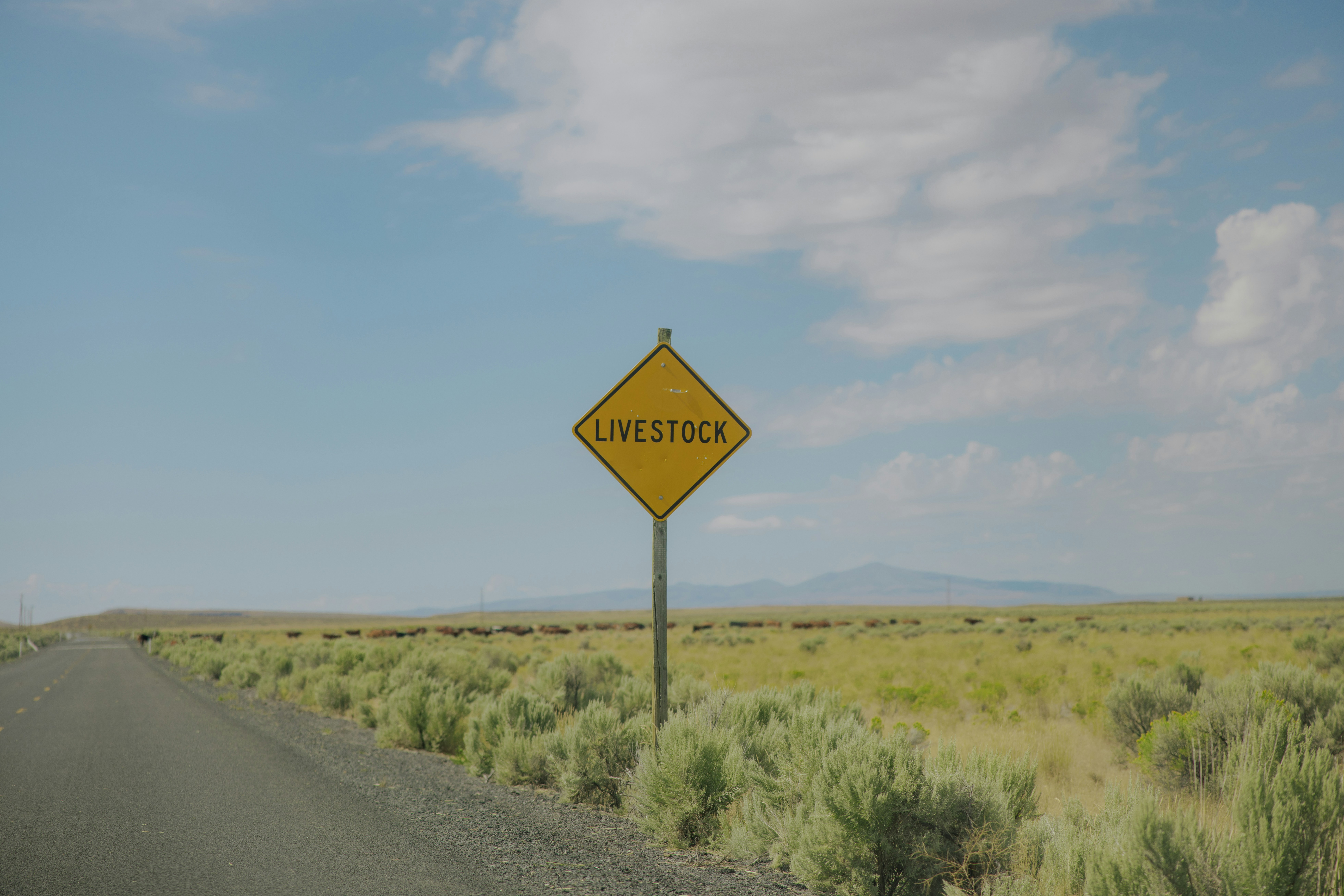 Yellow diamond warning sign on a pole.