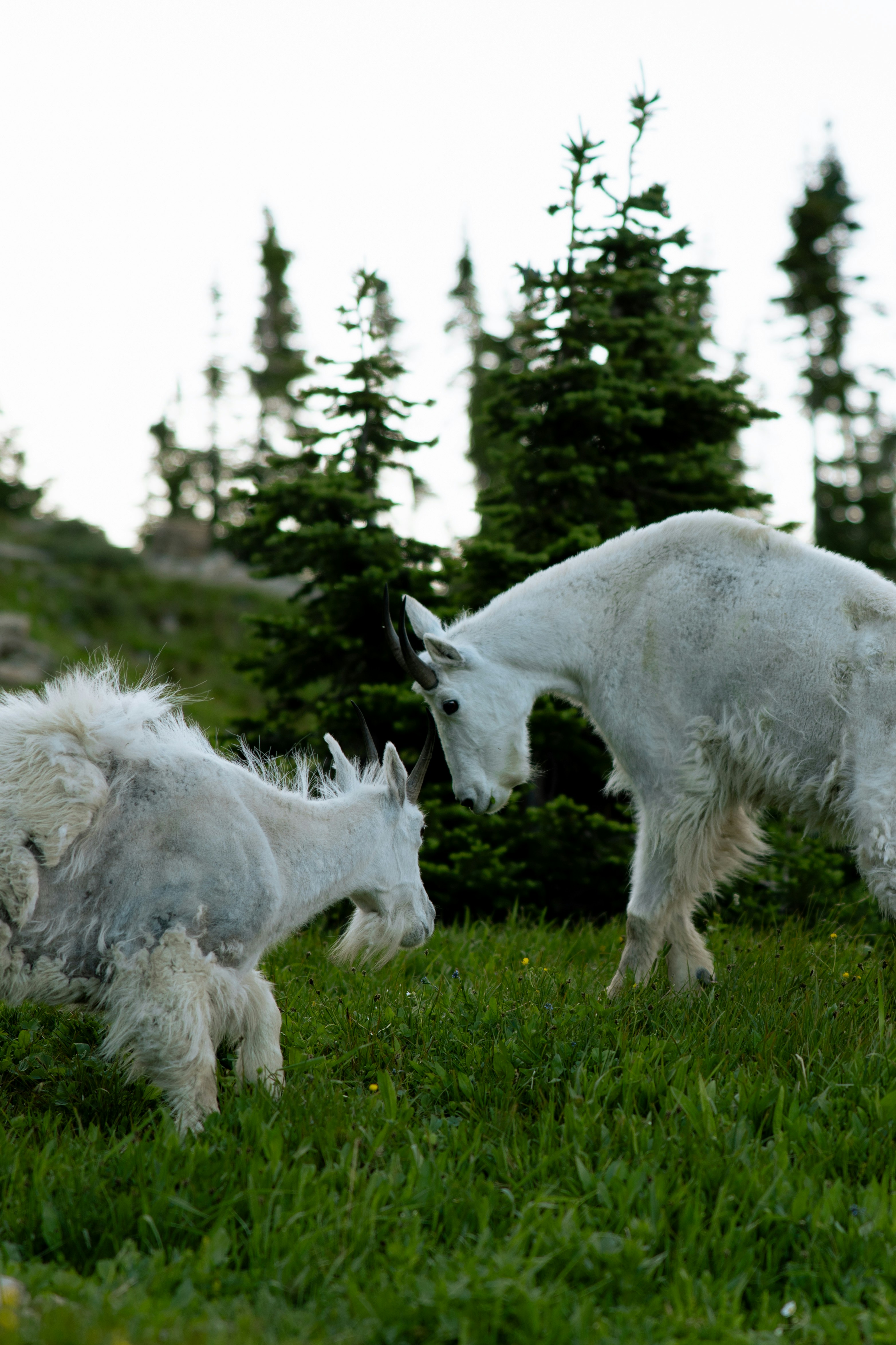 Two mountain goats sparring in a grassy field.