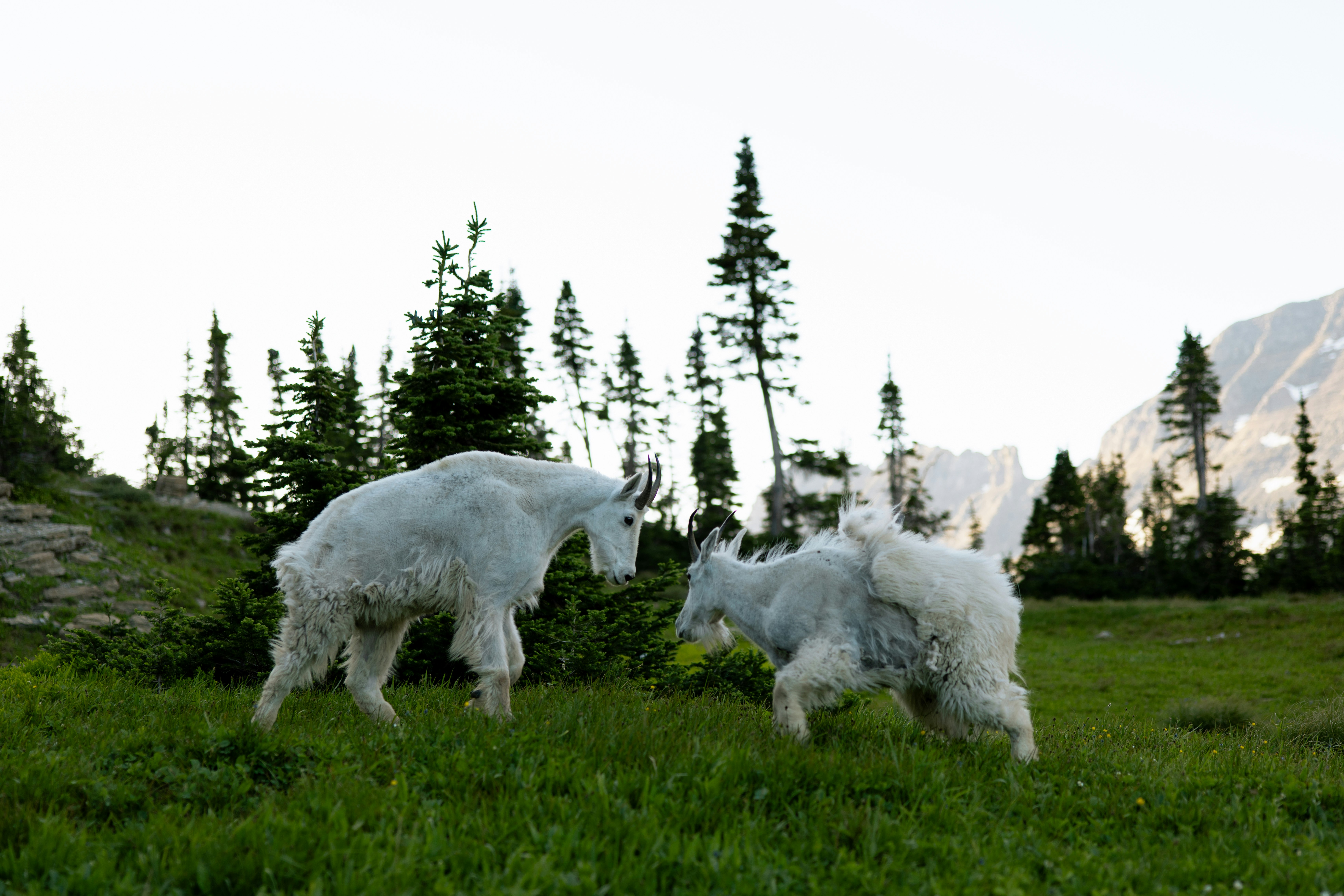 Two mountain goats sparring in a grassy field.