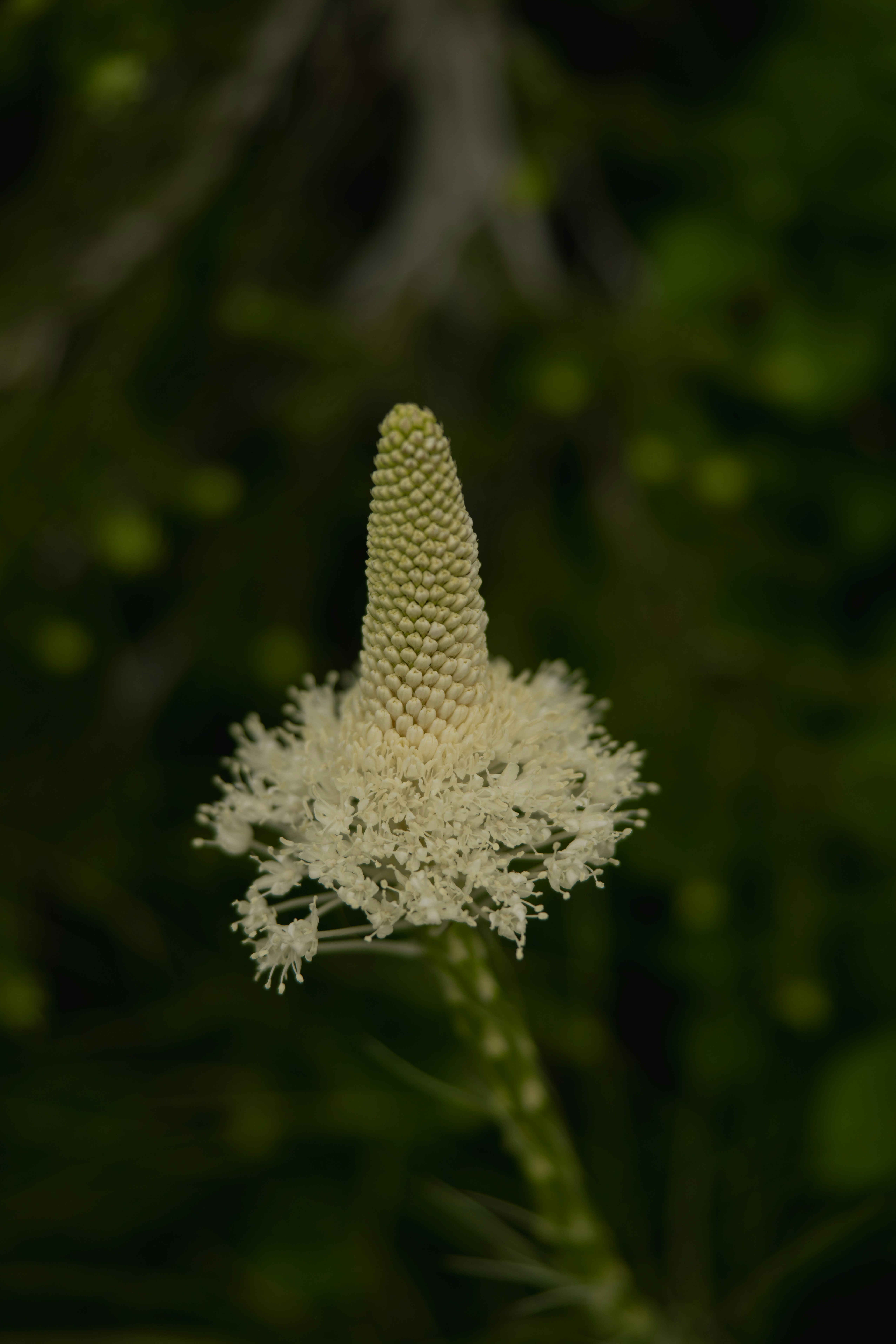 A delicate white flower with a unique shape.