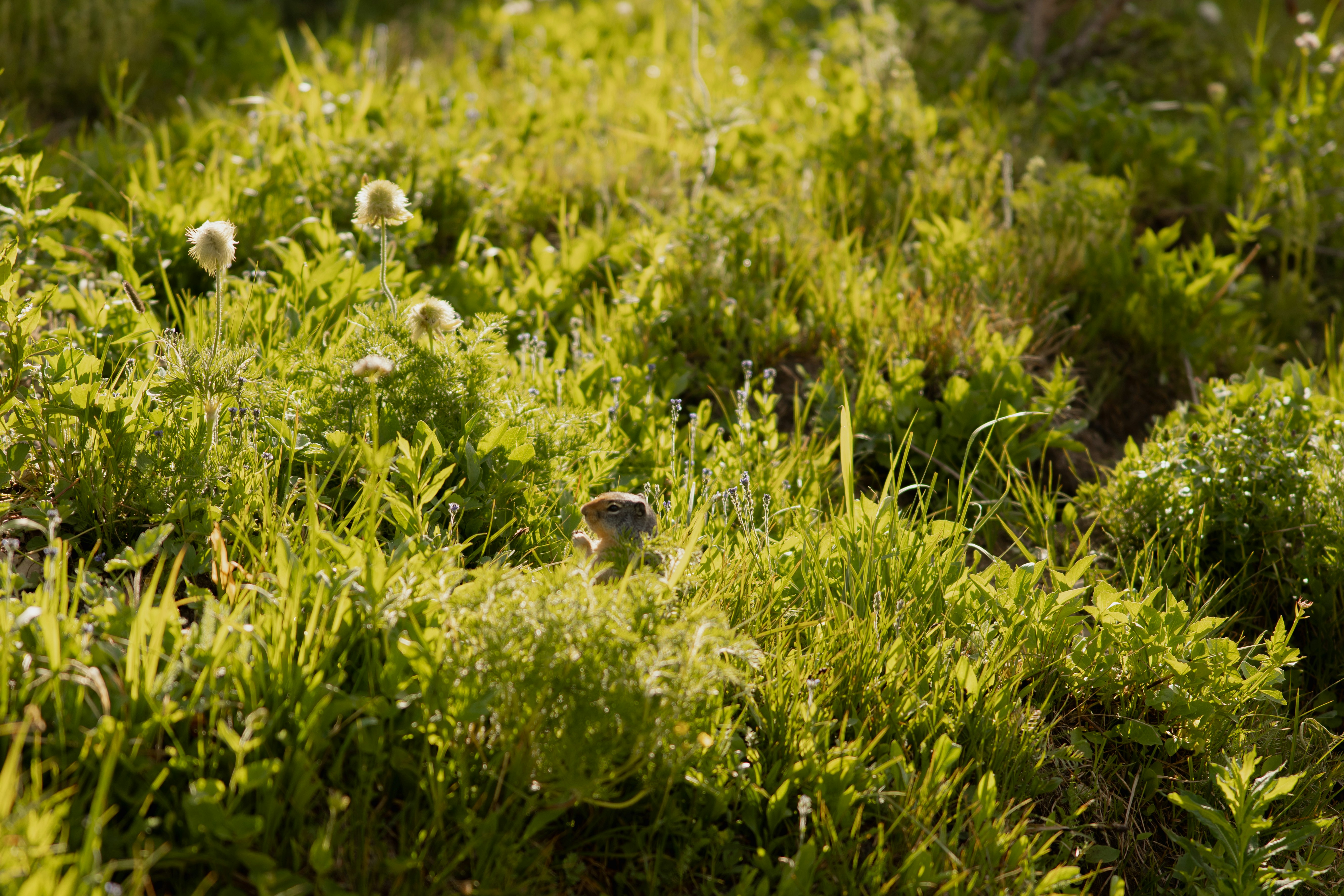 Green hillside with scattered white flowers and trees