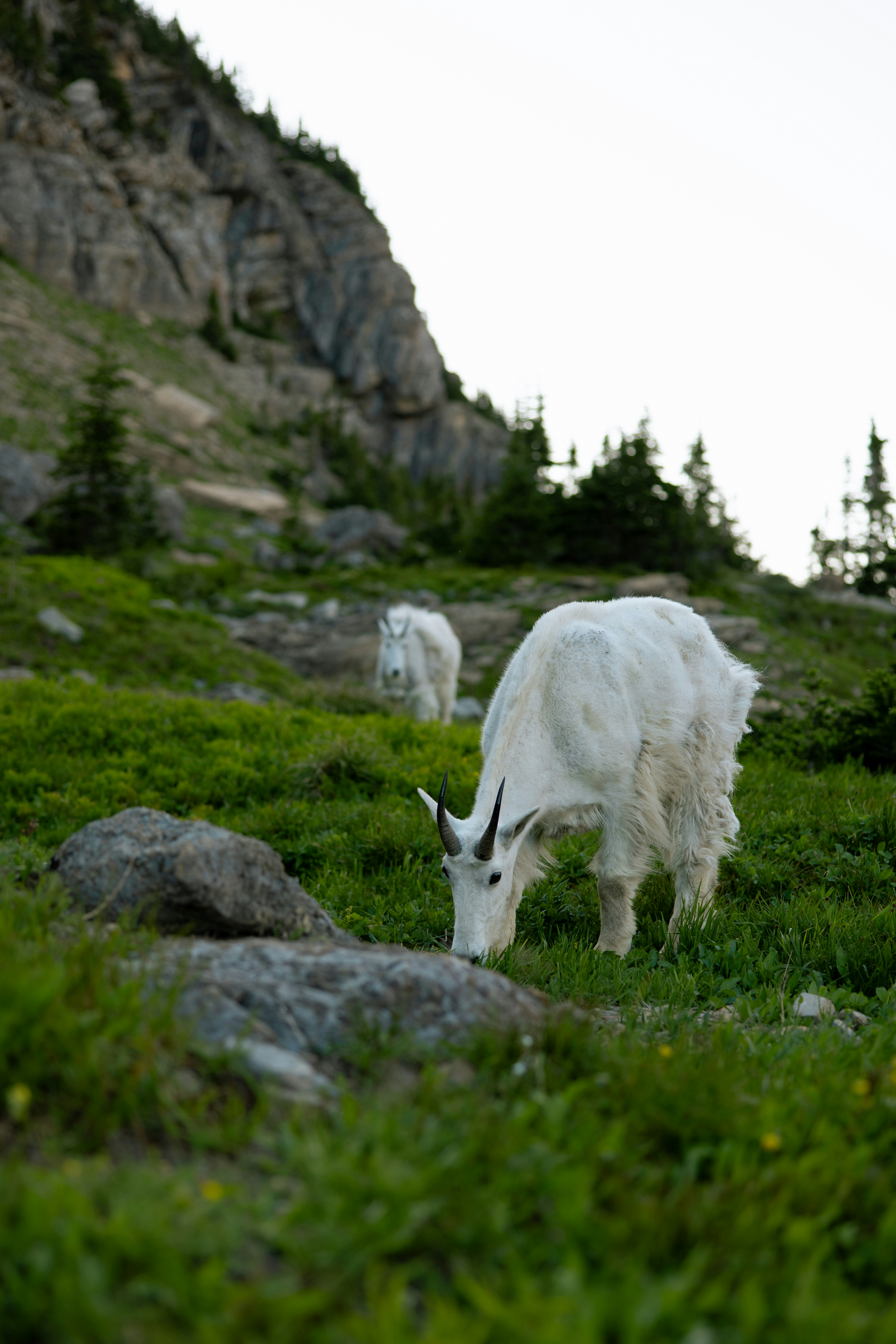 Mountain goats grazing on a grassy slope
