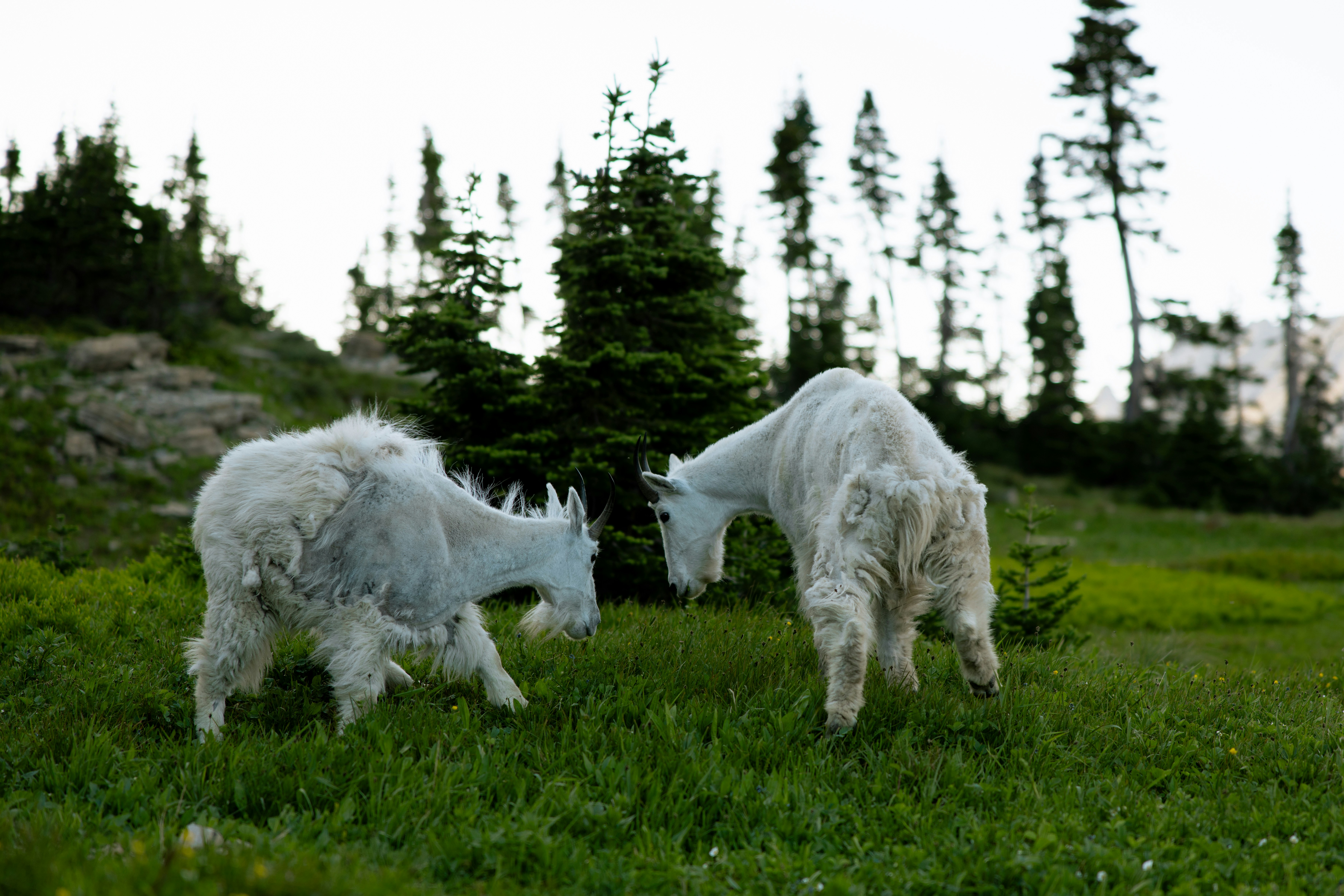 Two fluffy white goats play in grassy field
