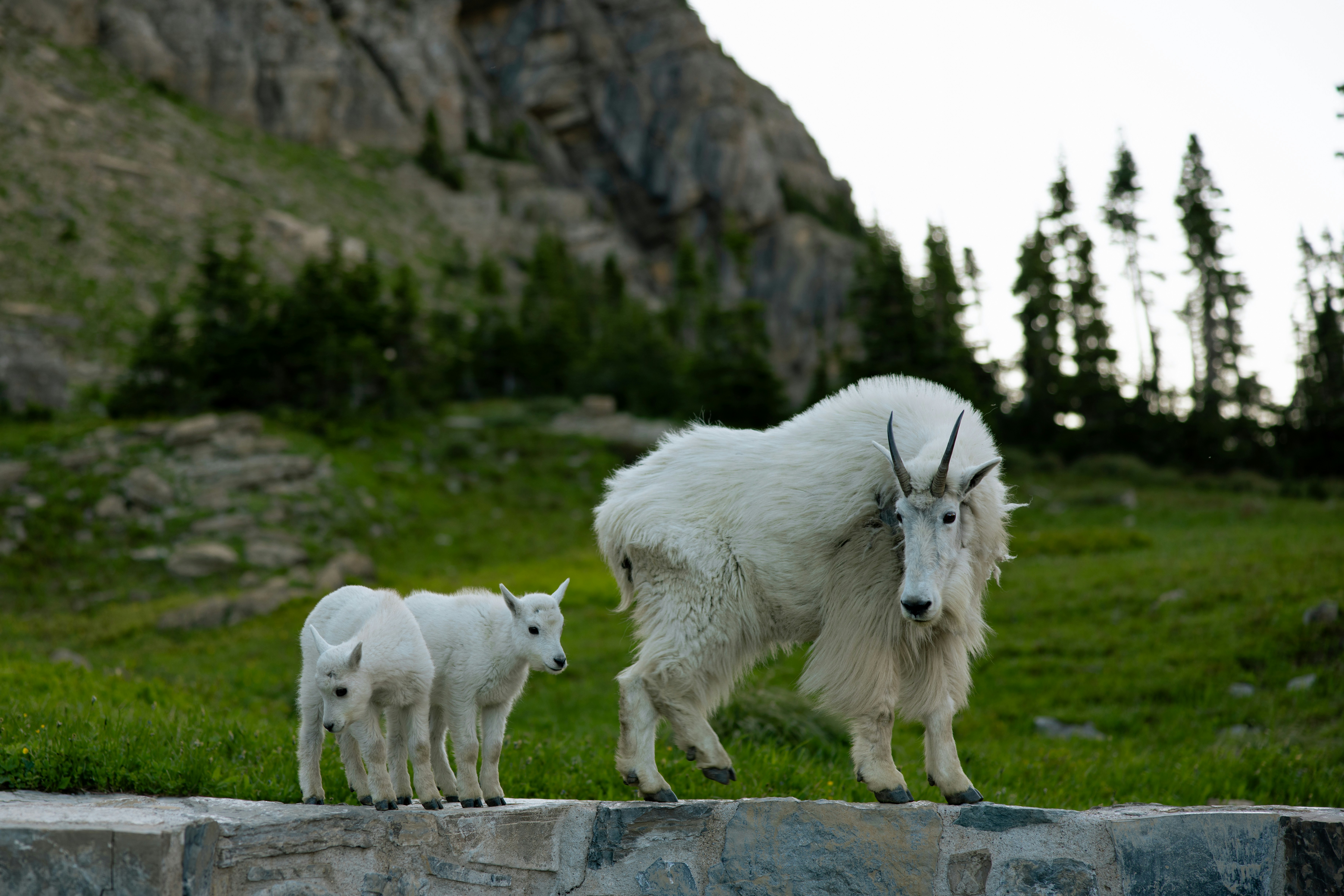 Two mountain goats walk on a ledge