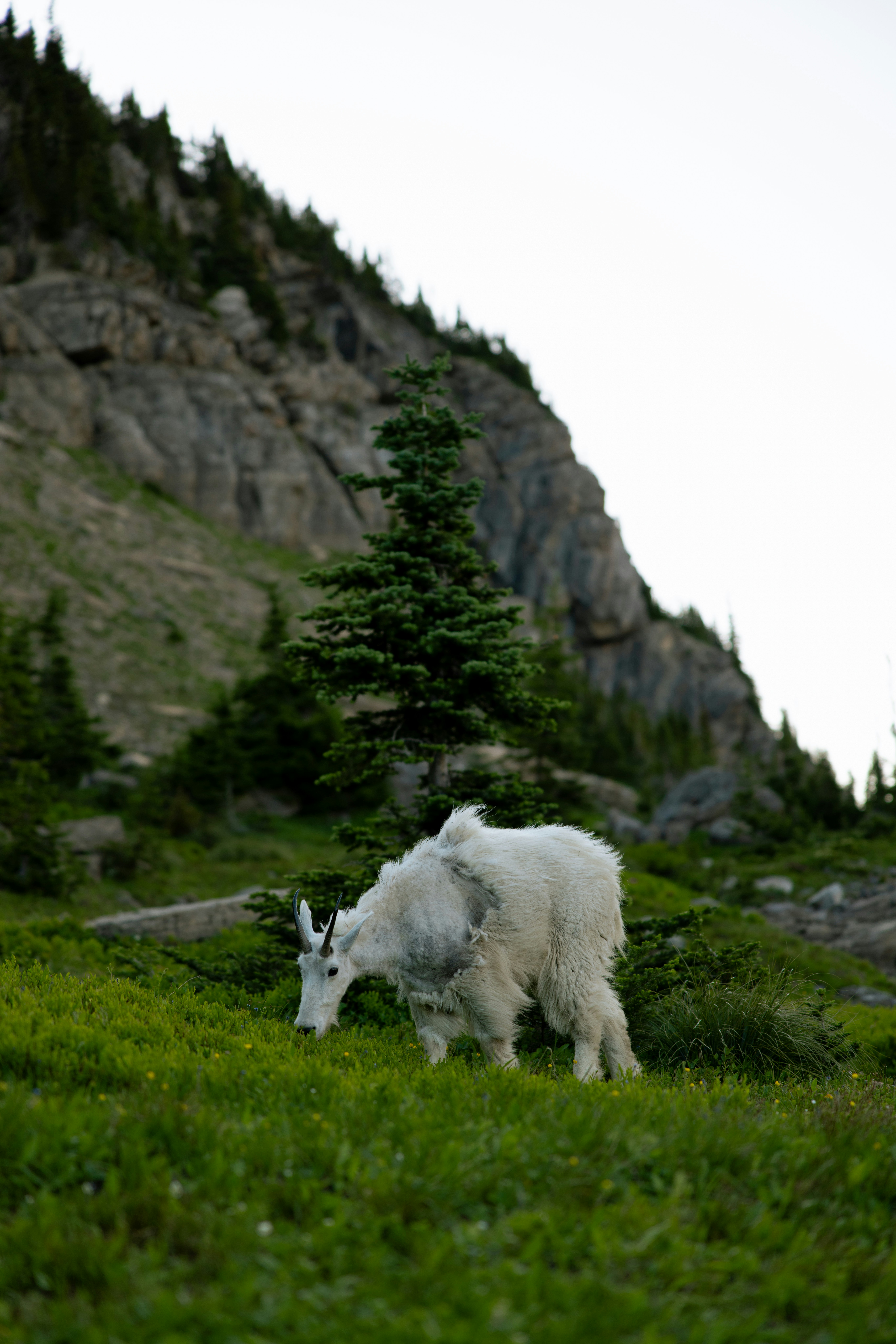 A mountain goat grazes on a grassy slope.