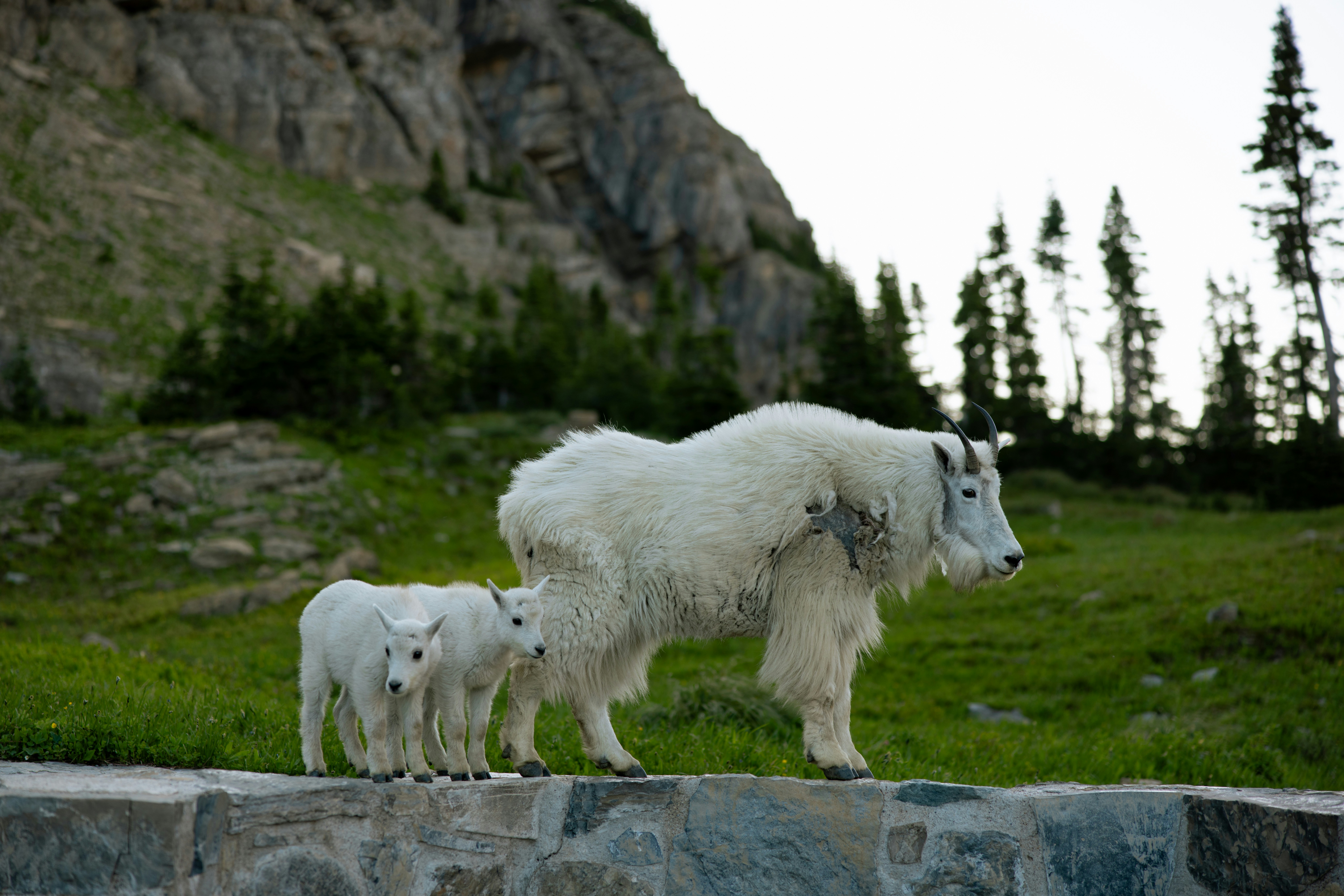 Two white mountain goats stand on a rocky ledge.