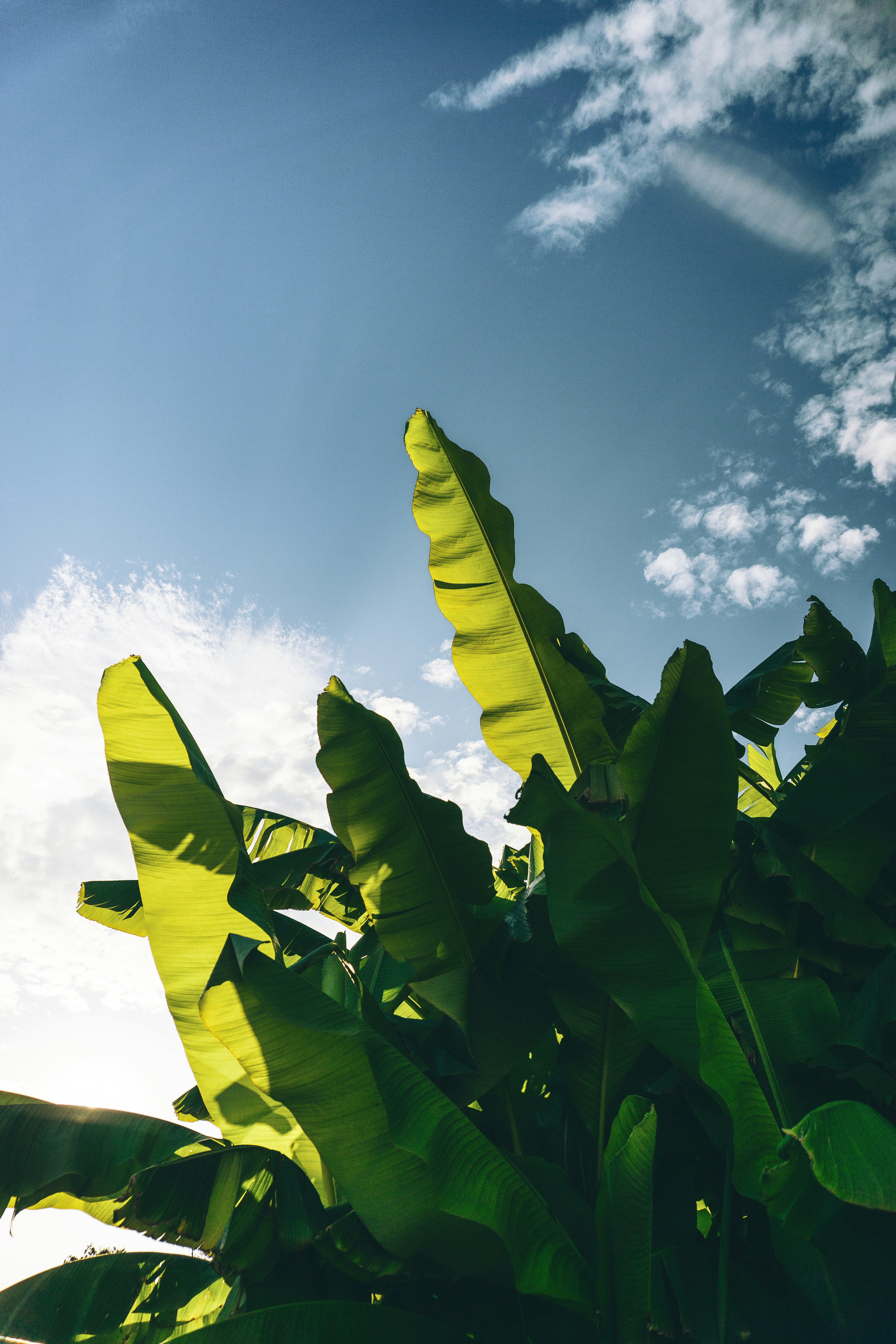 Lush green leaves against a bright blue sky