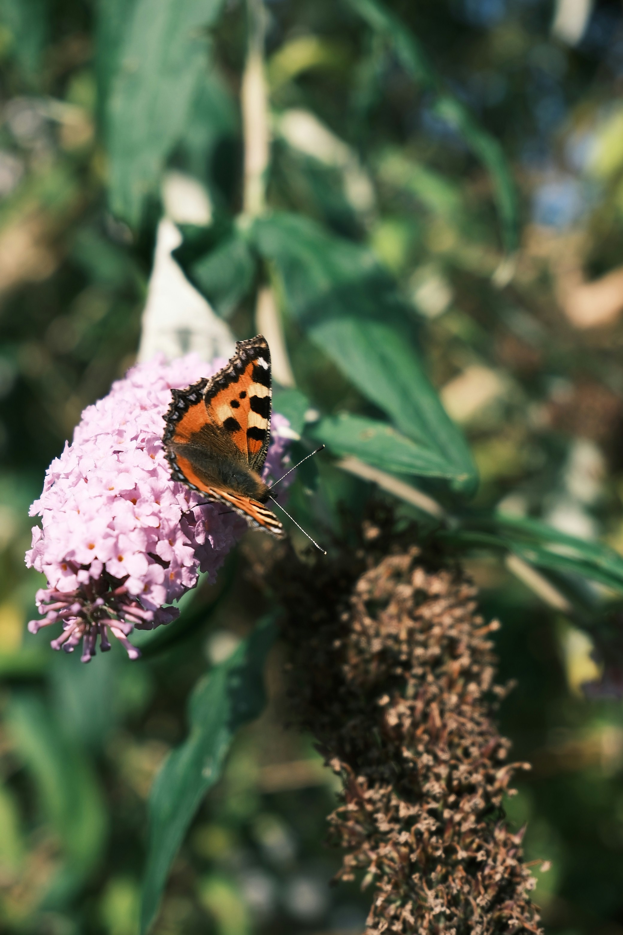 Photo by drejsig