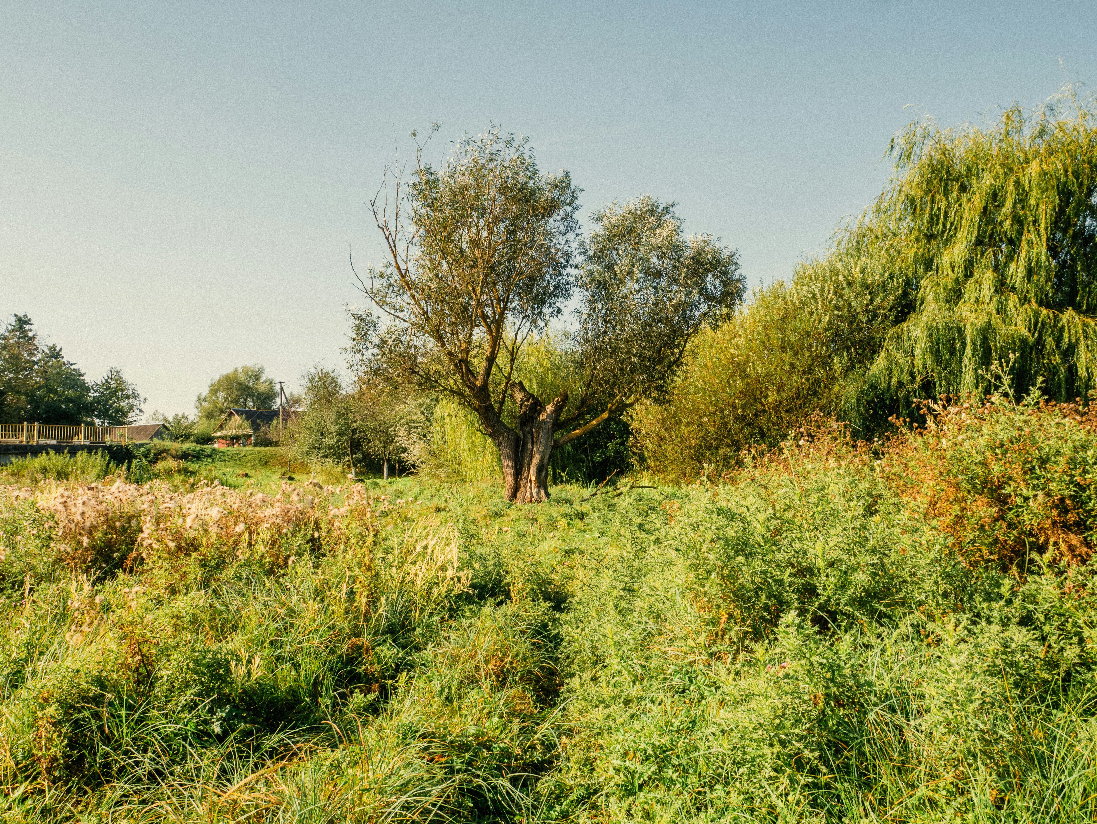 Hierba alta y árboles en un día soleado