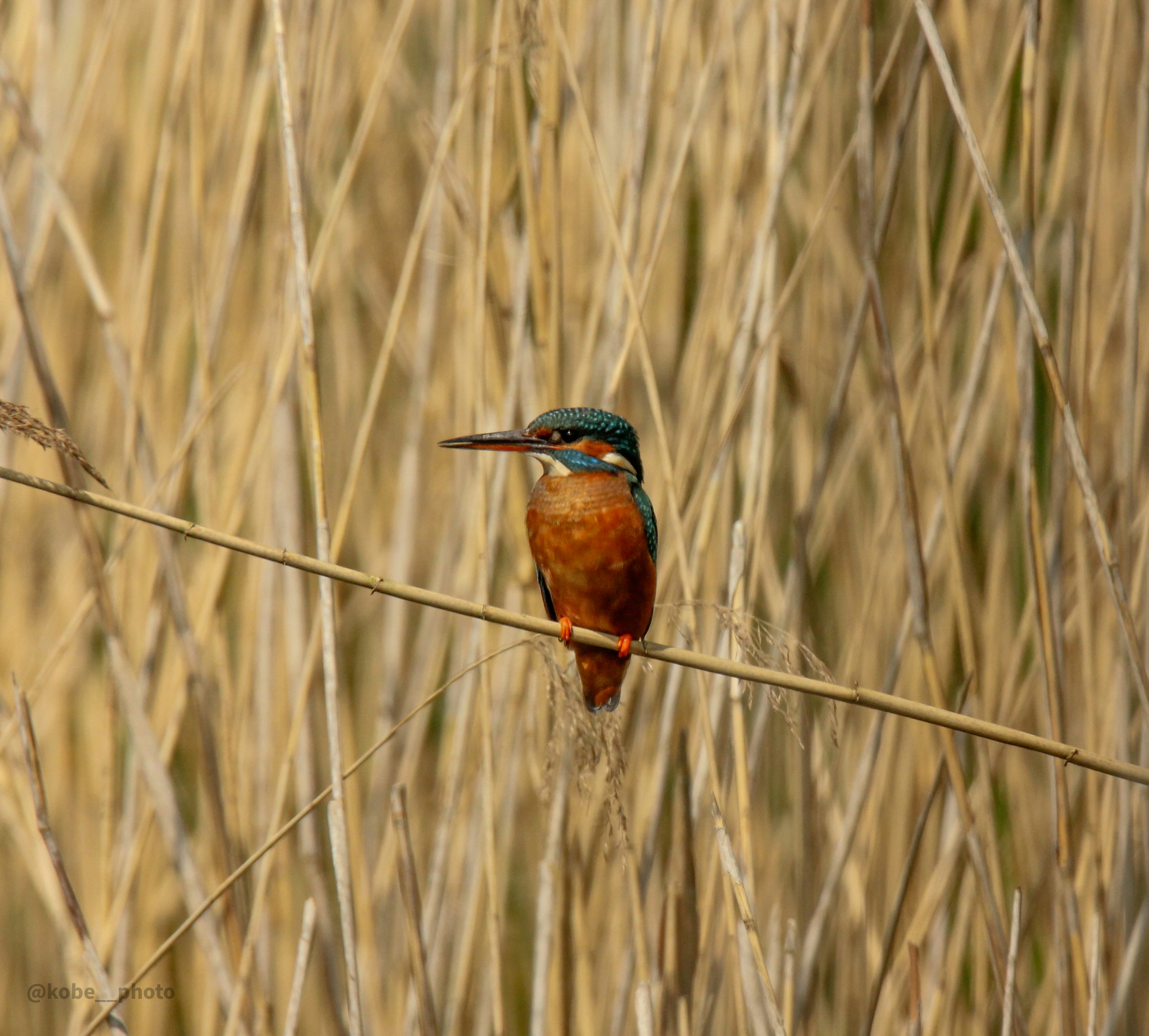 Photo by kobeverstraete